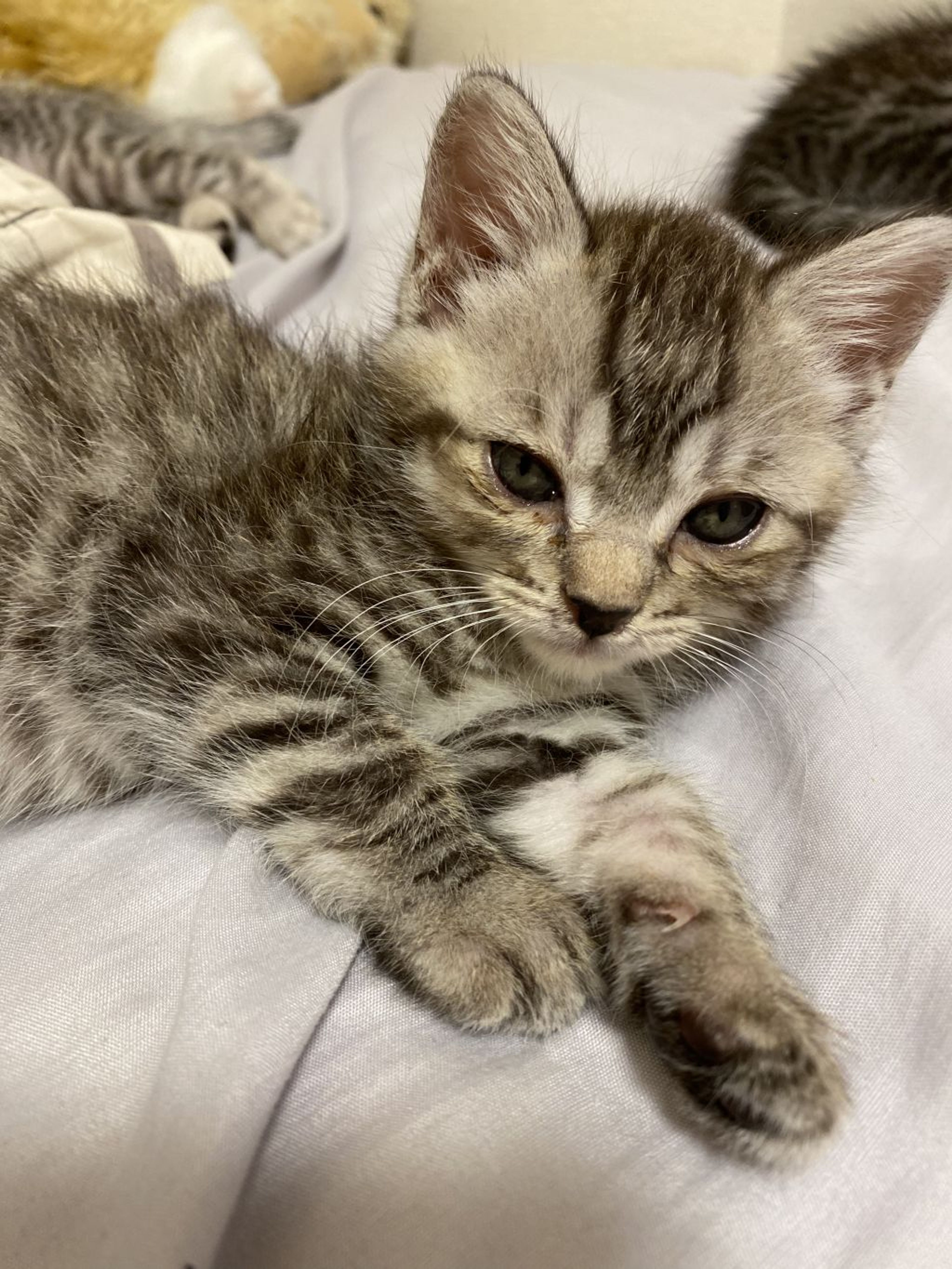 pet-image-3