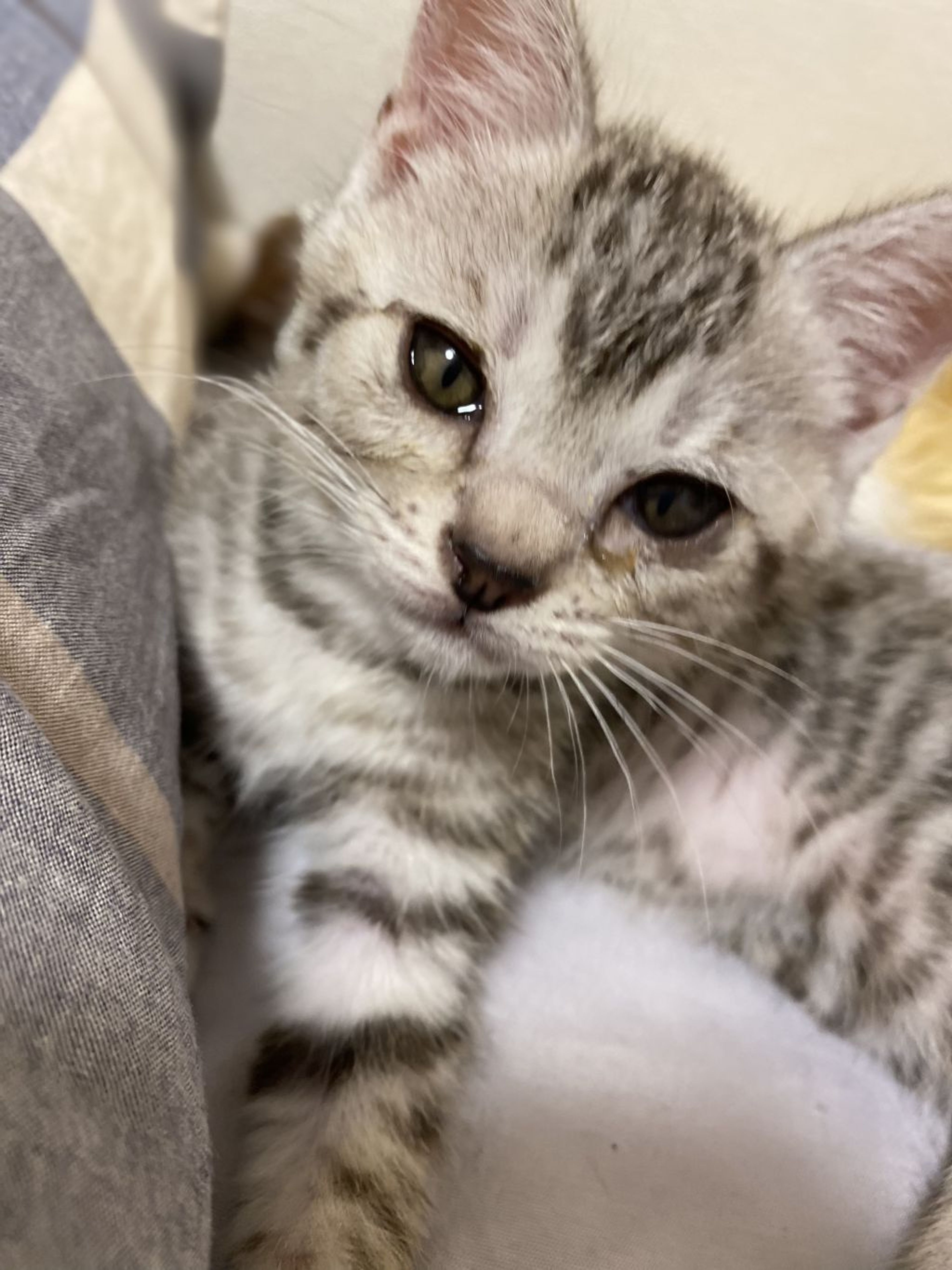 pet-image-4