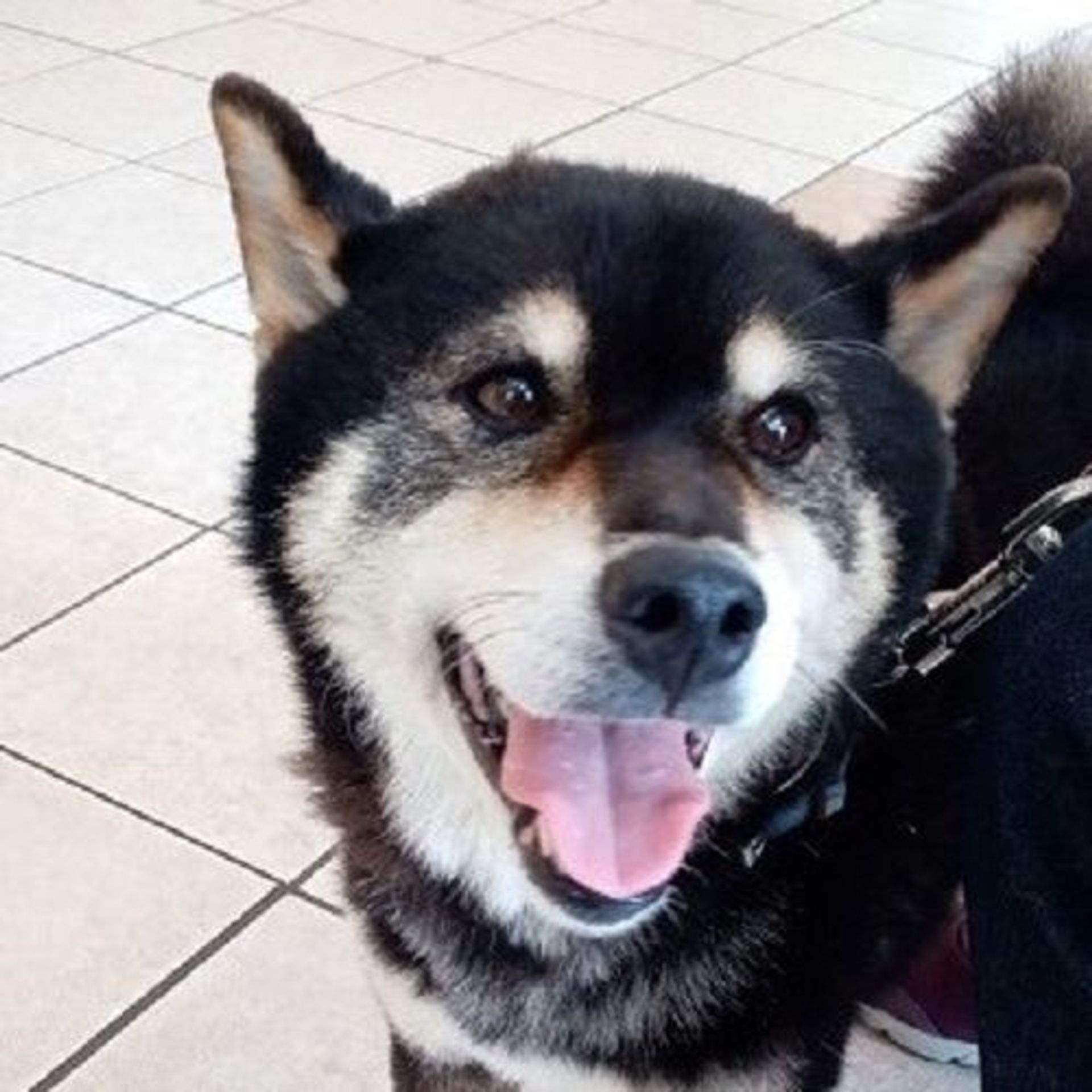 柴犬・オスの里親募集の写真