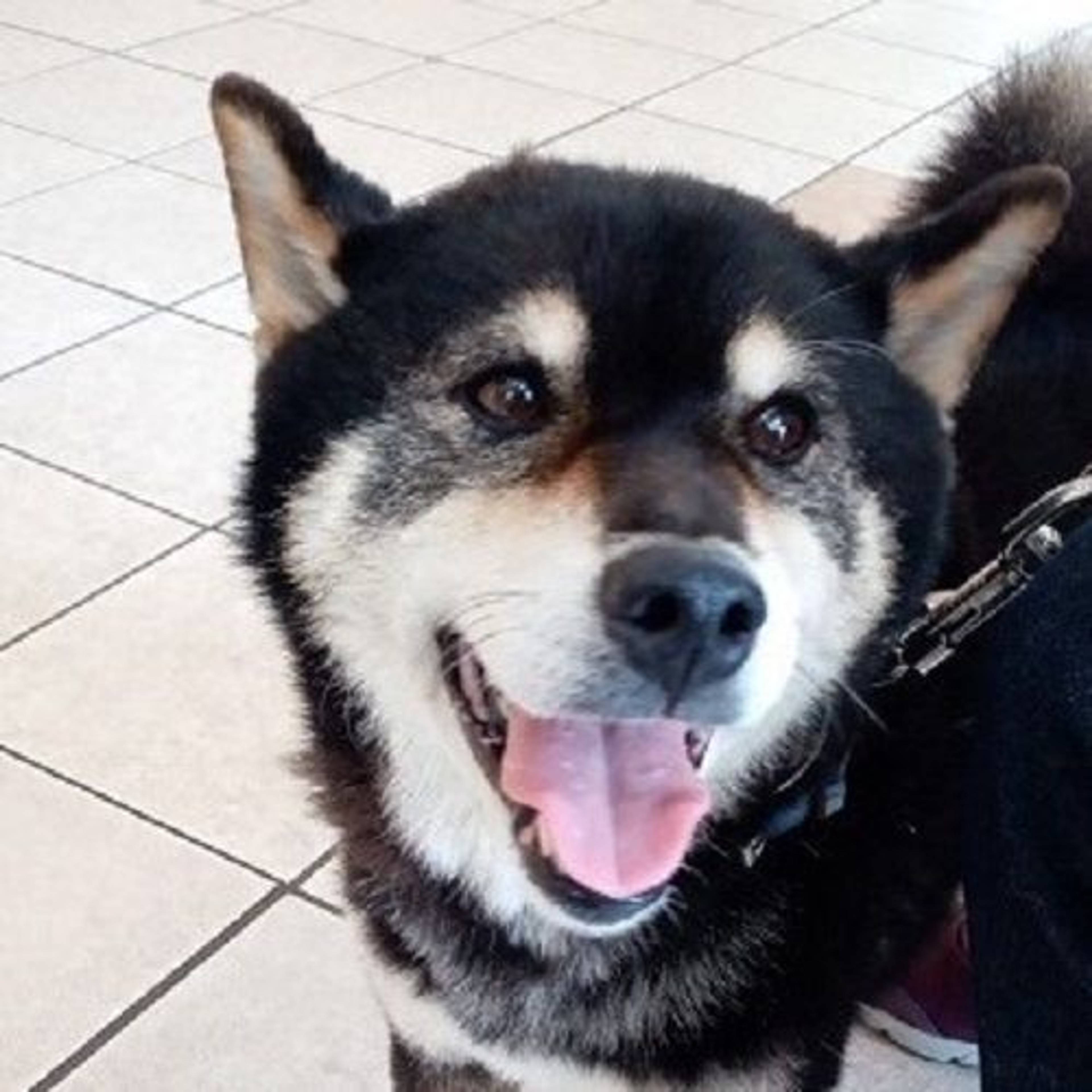 柴犬・オスの里親募集の写真