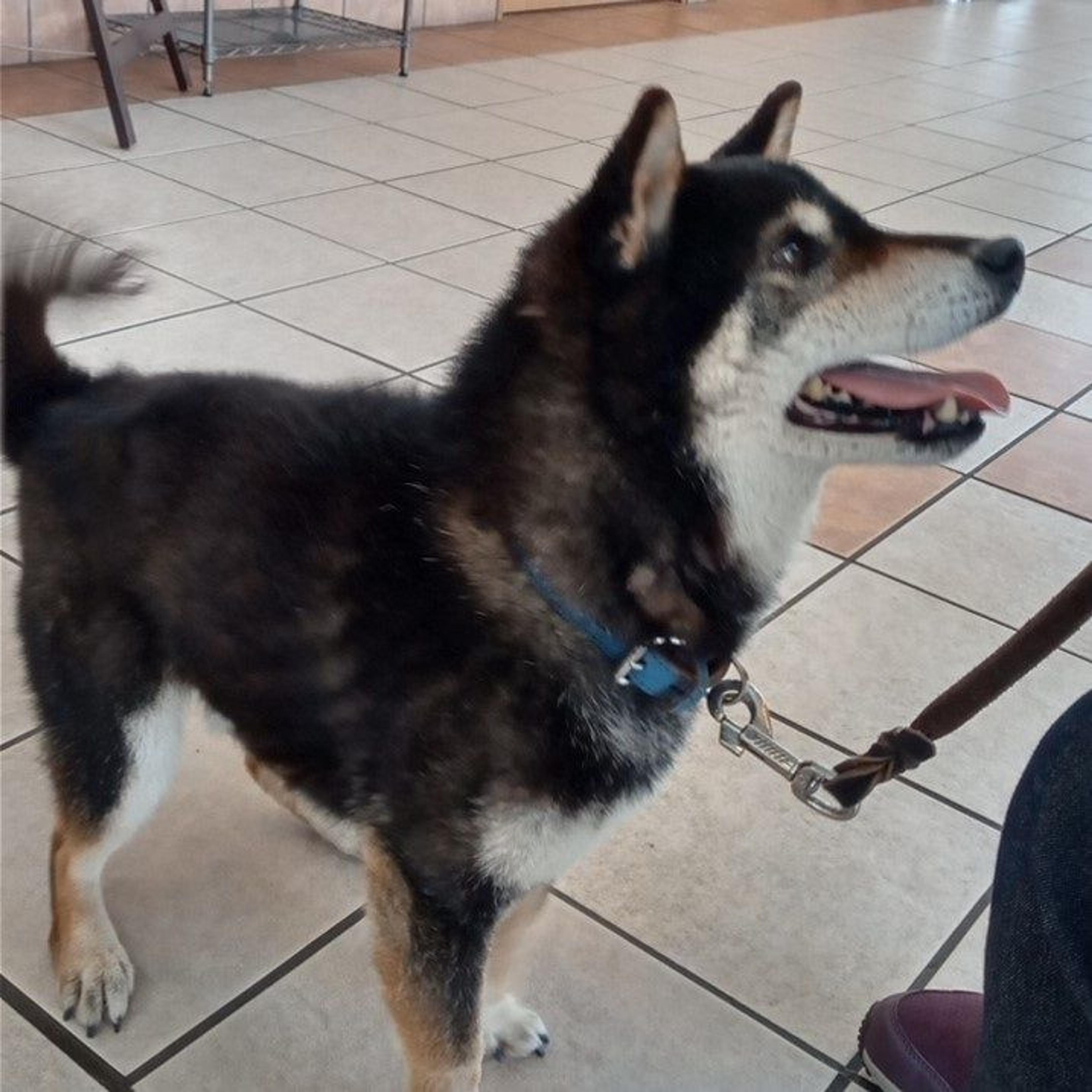 pet-image-2