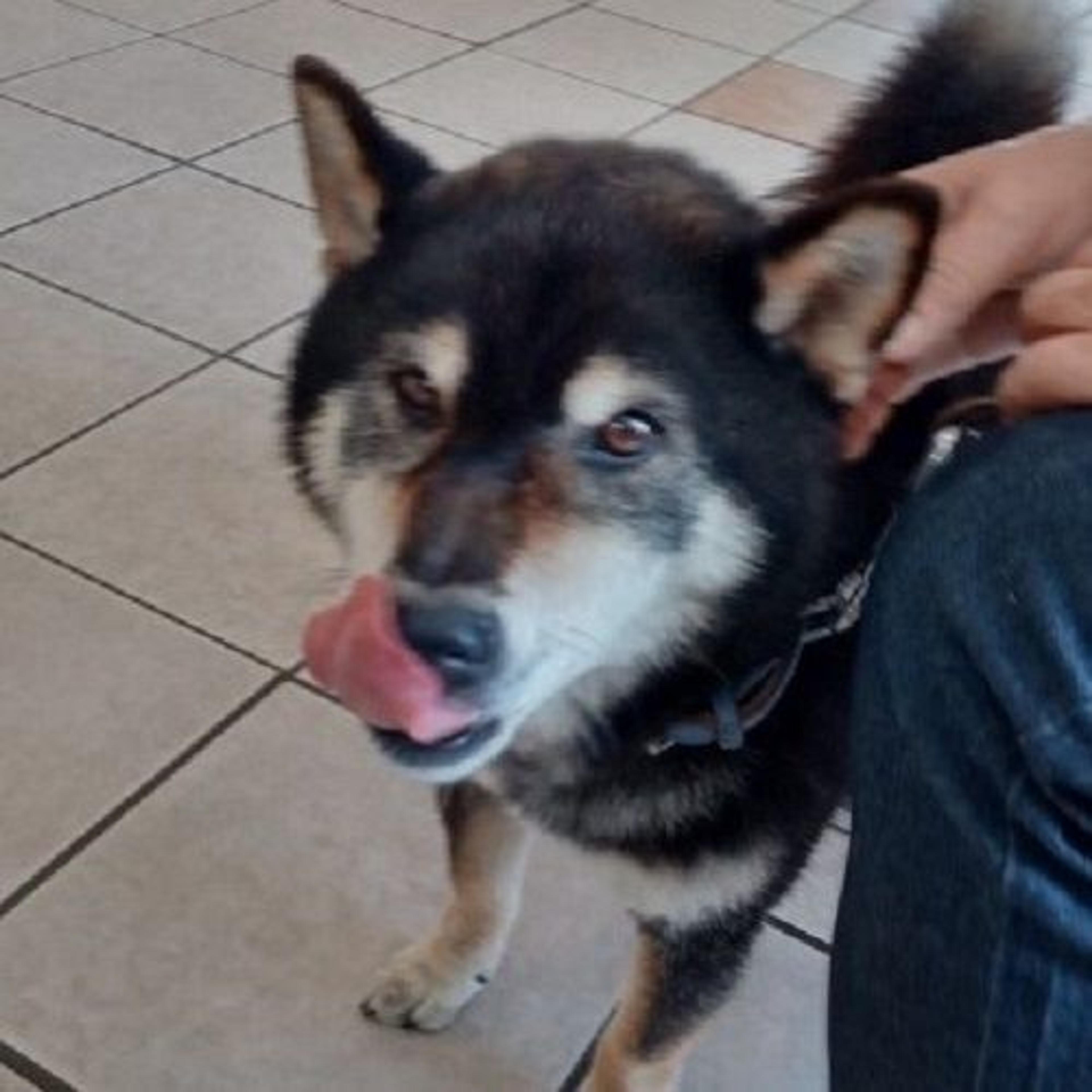 pet-image-3
