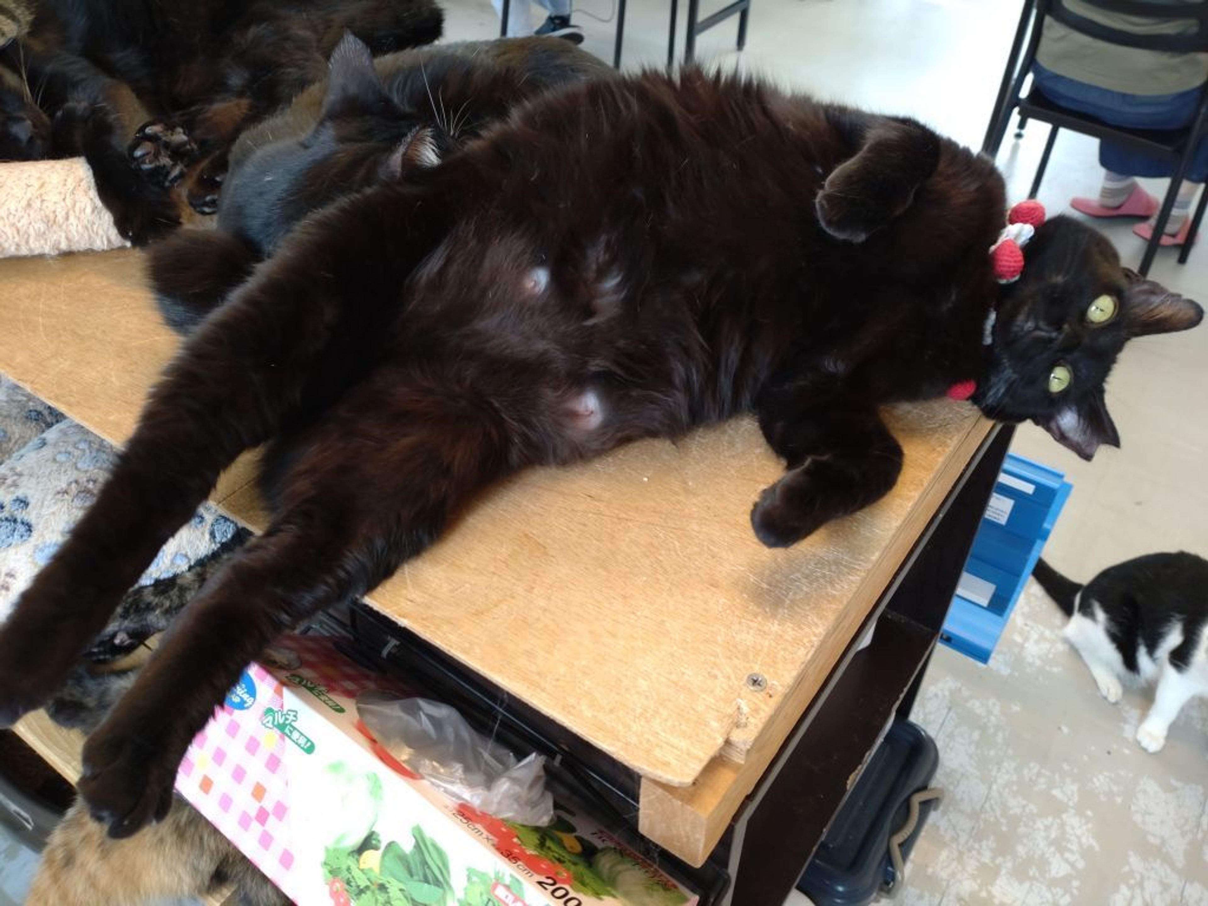 pet-image-5