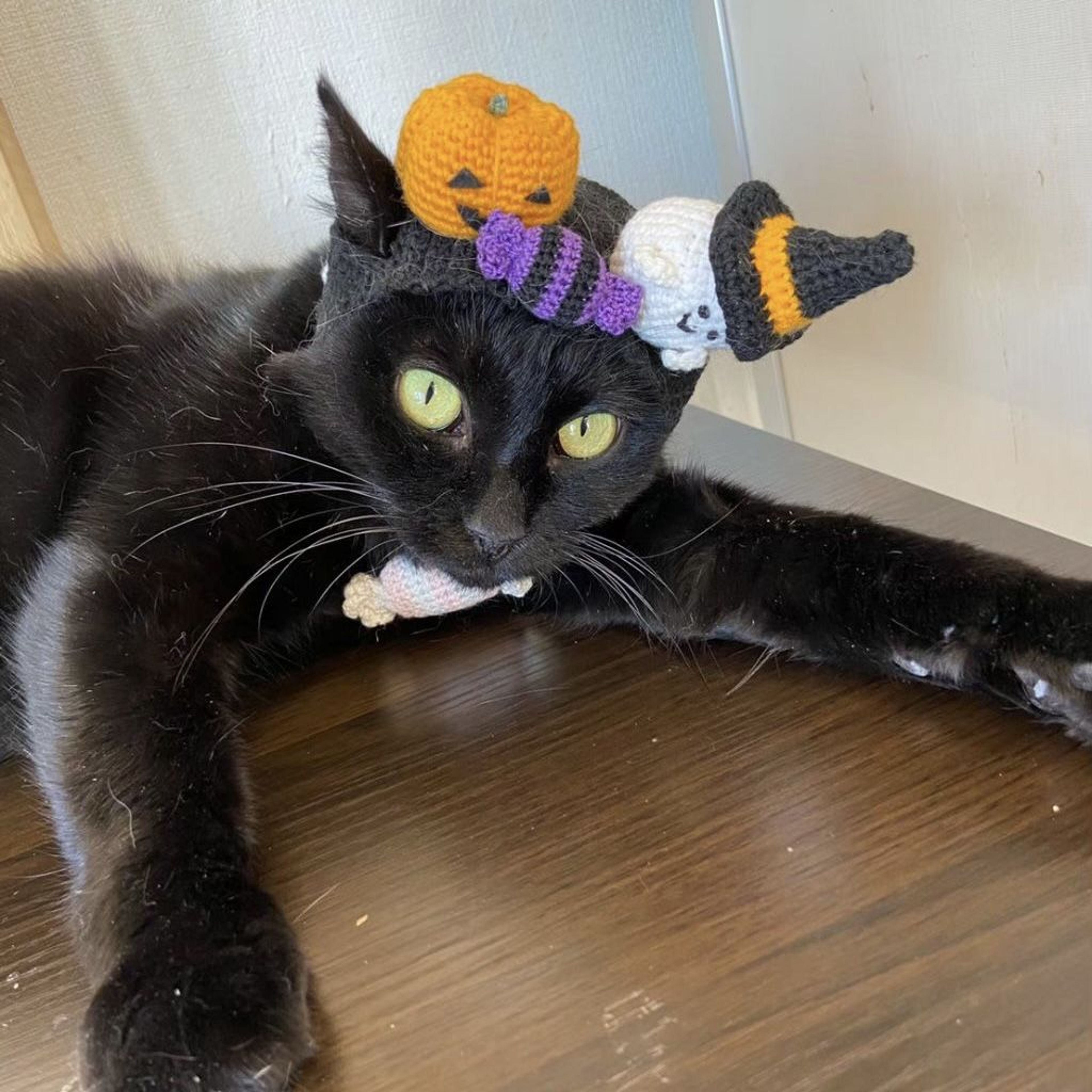 pet-image-8