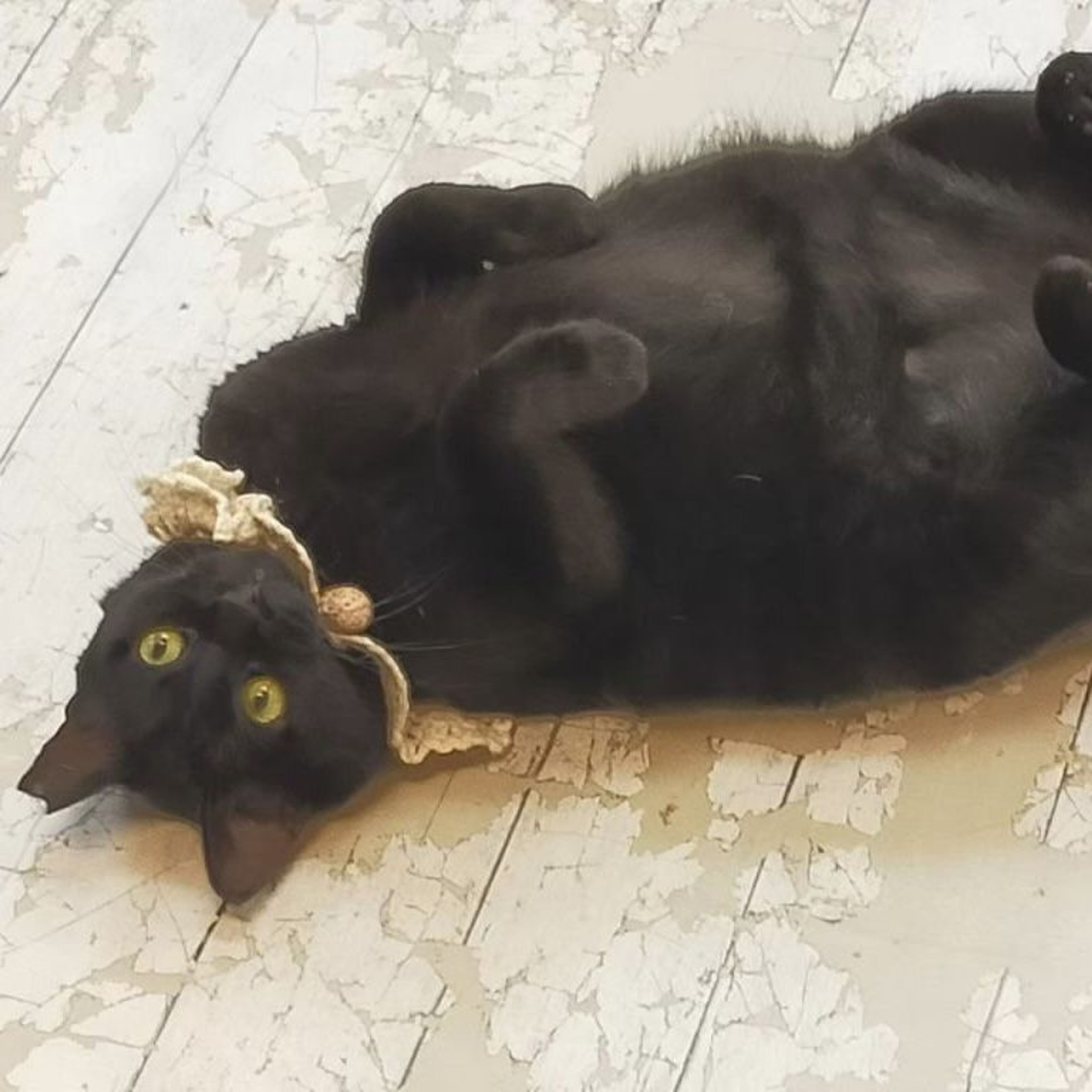 pet-image-9