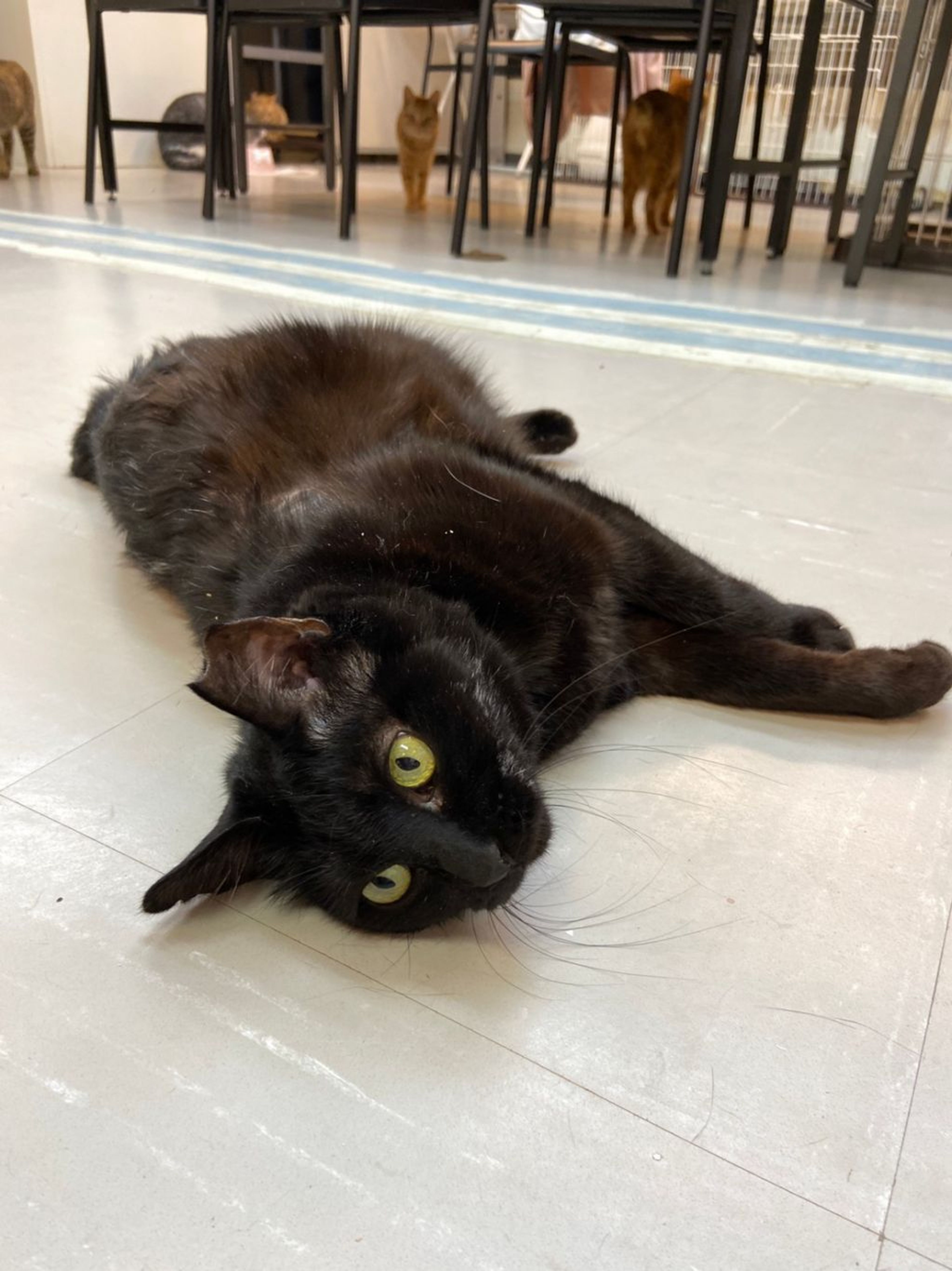 pet-image-3