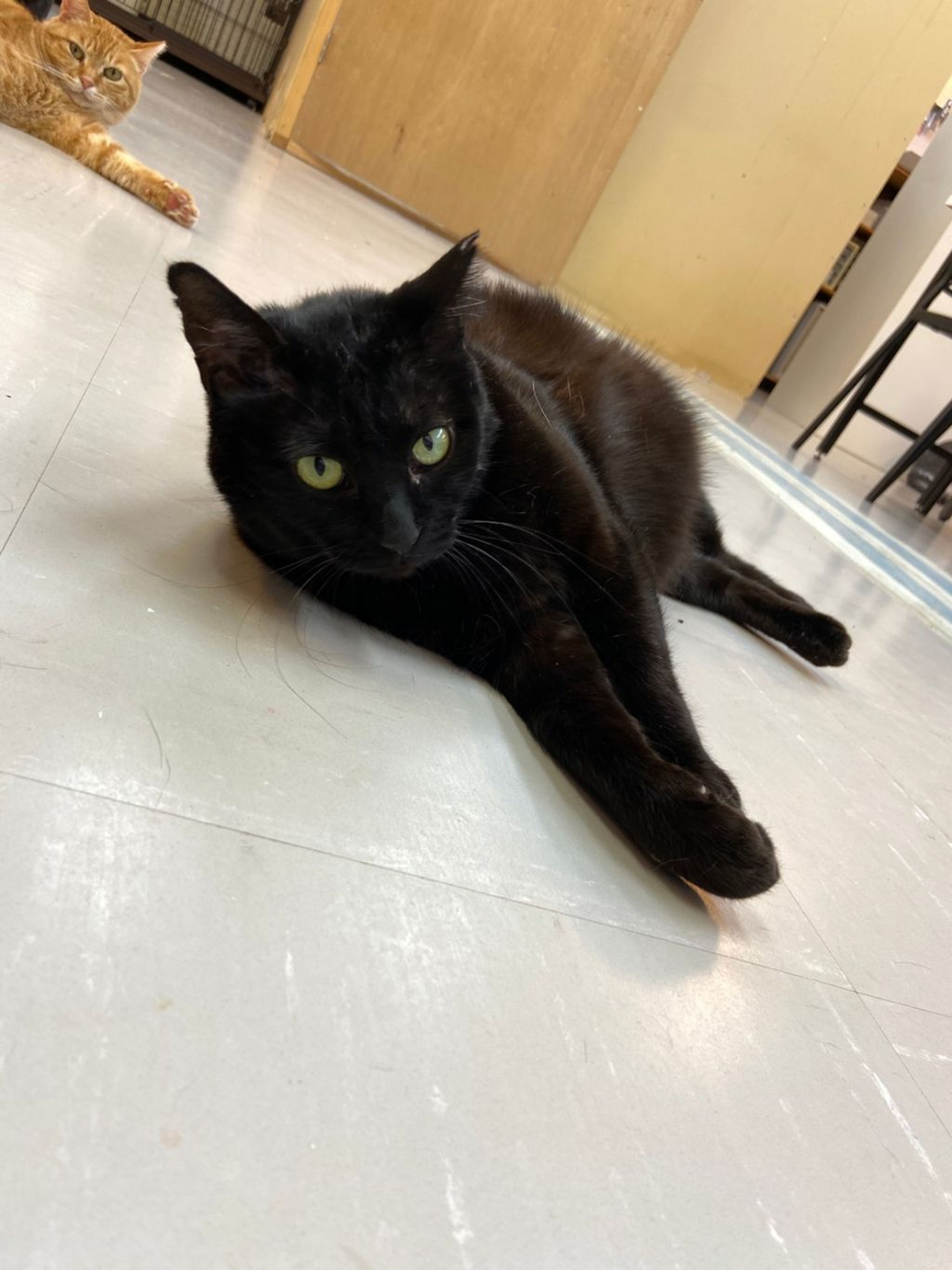 pet-image-7