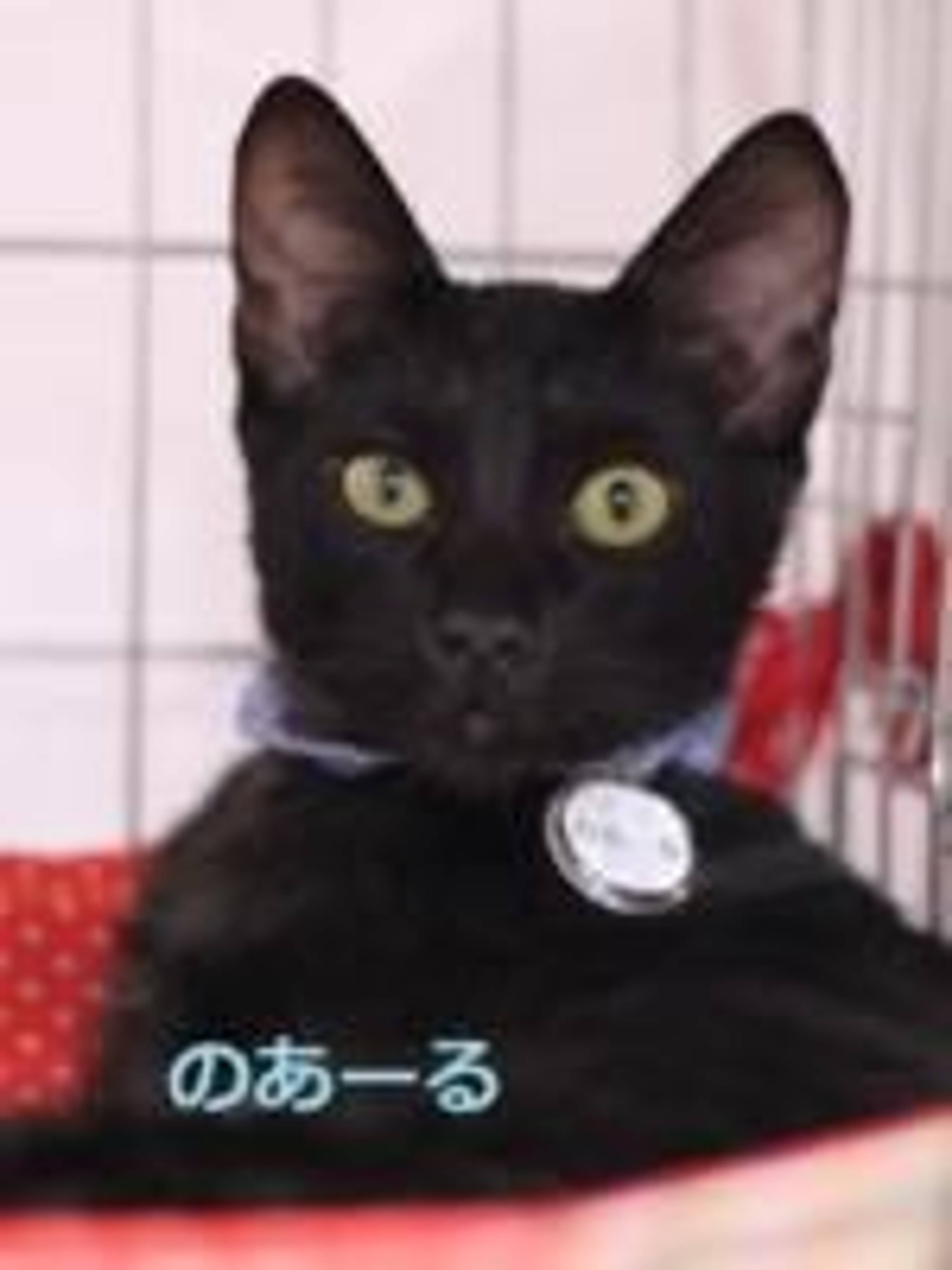 雑種（ミックス猫）・オスの里親募集の写真