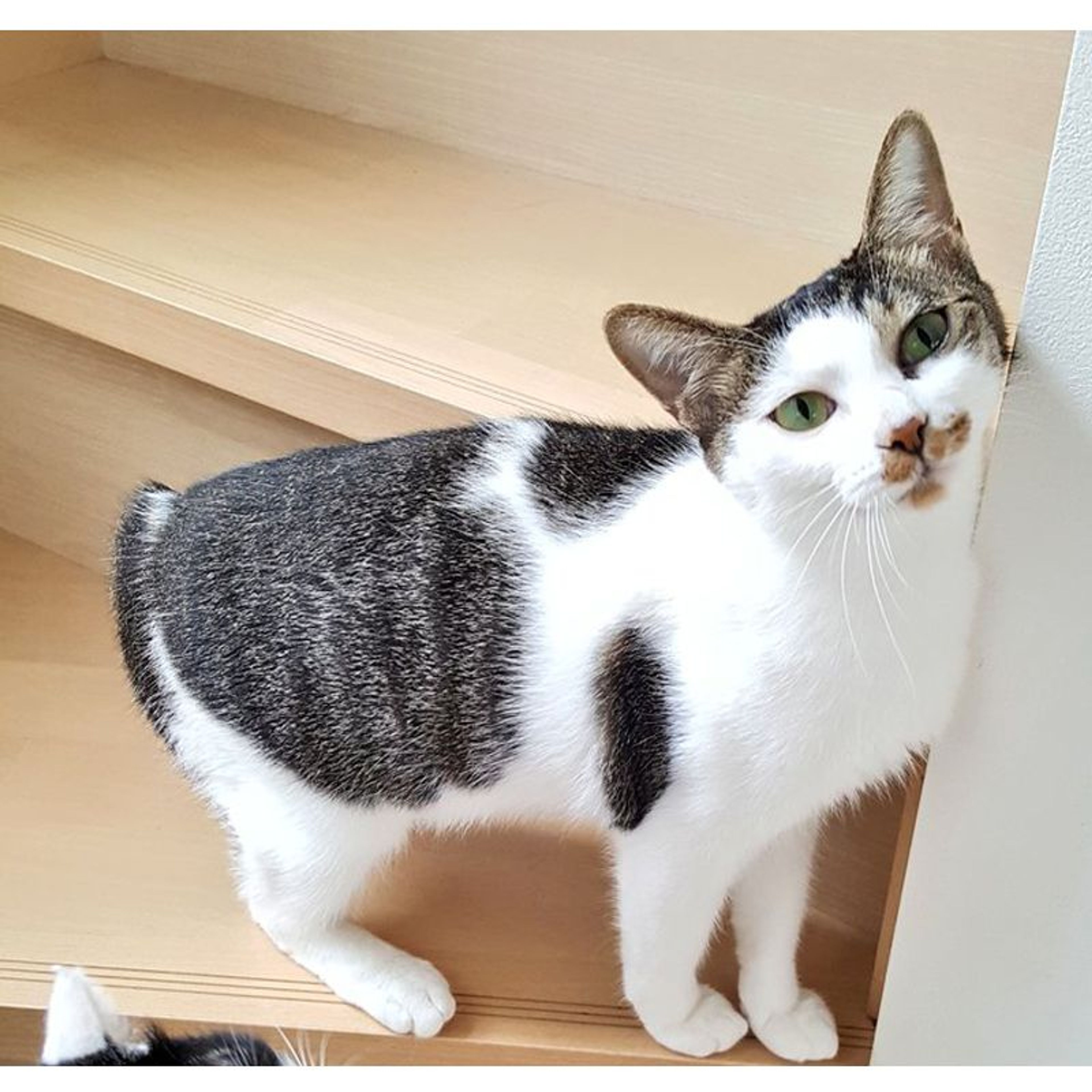 雑種（ミックス猫）・メスの里親募集の写真