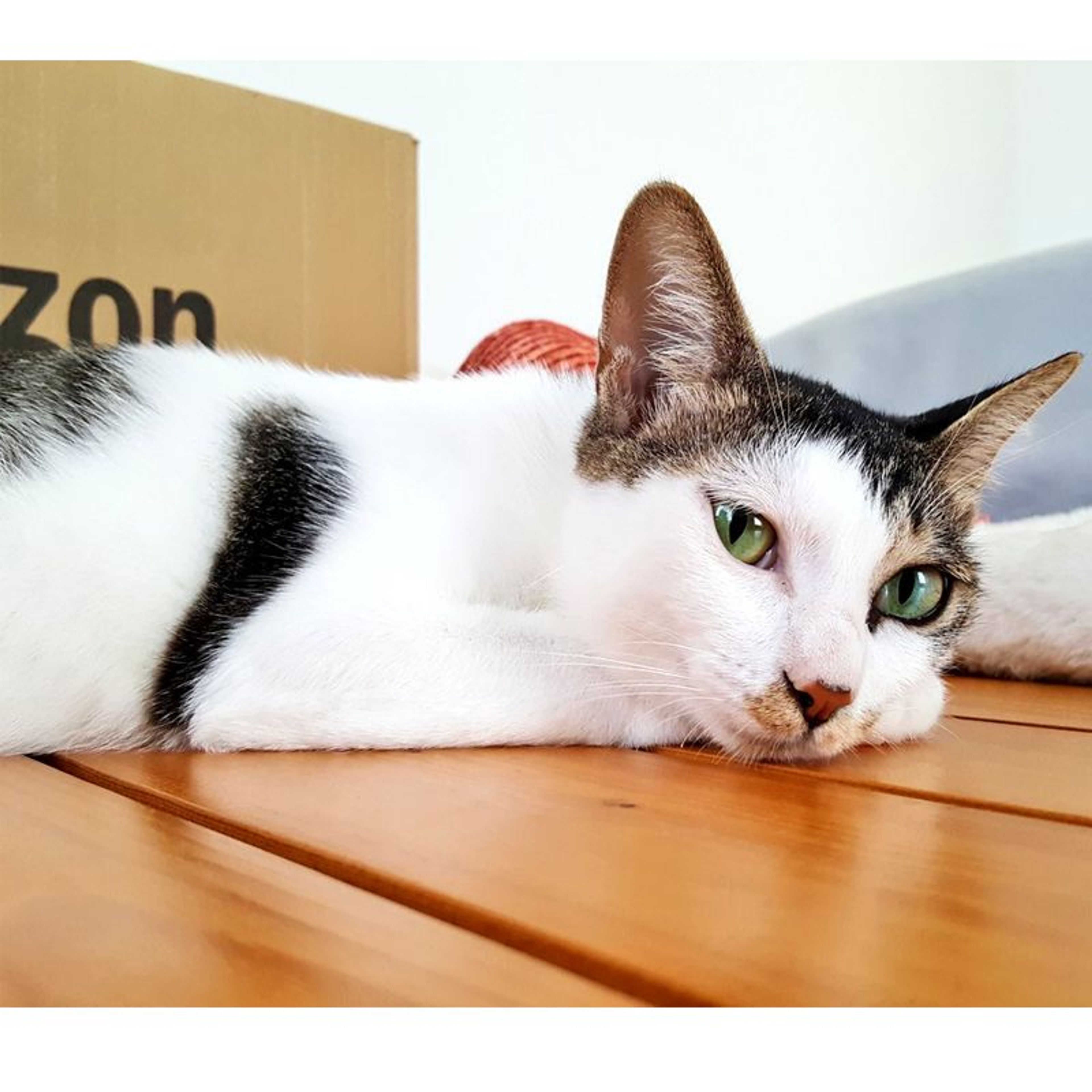 pet-image-4