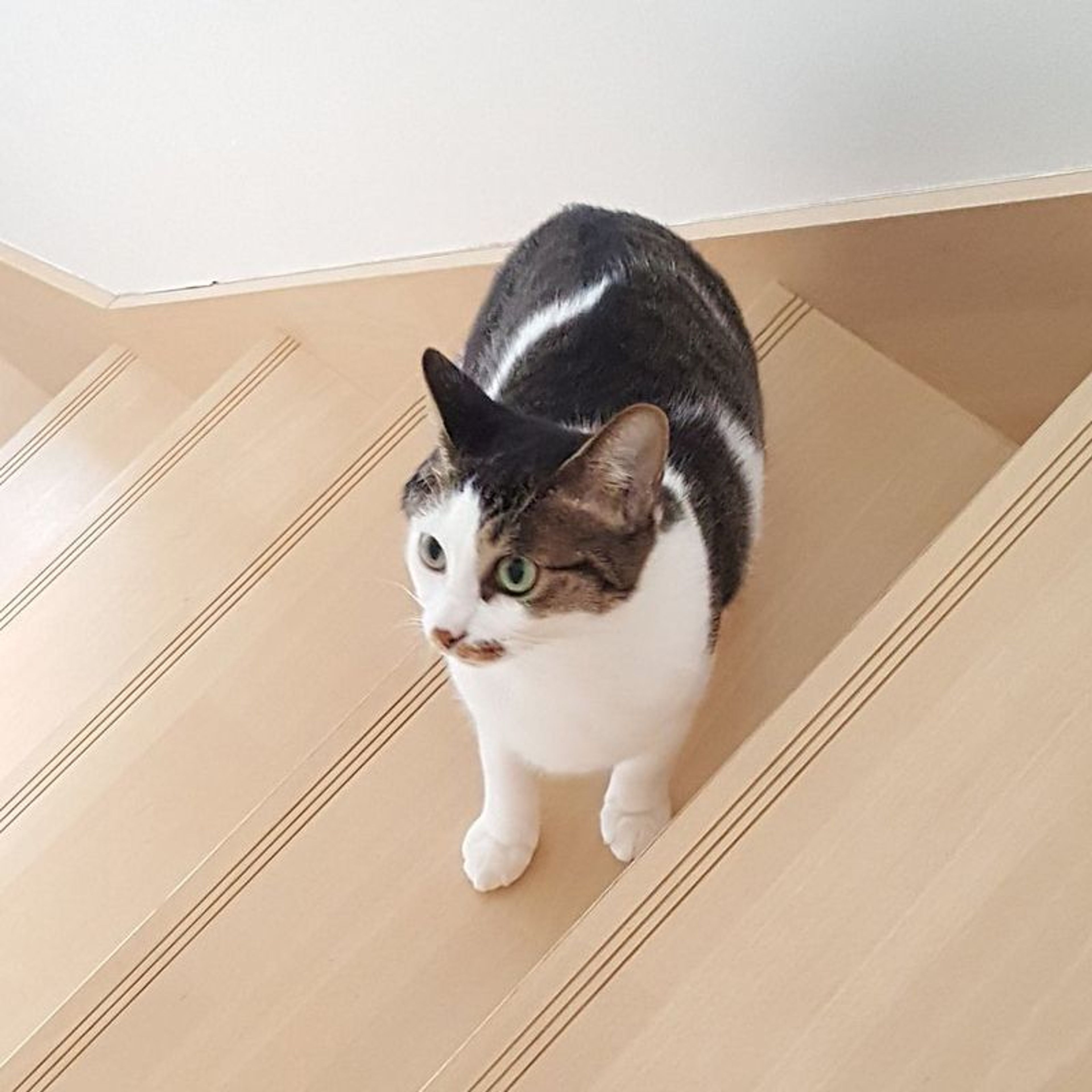 pet-image-5