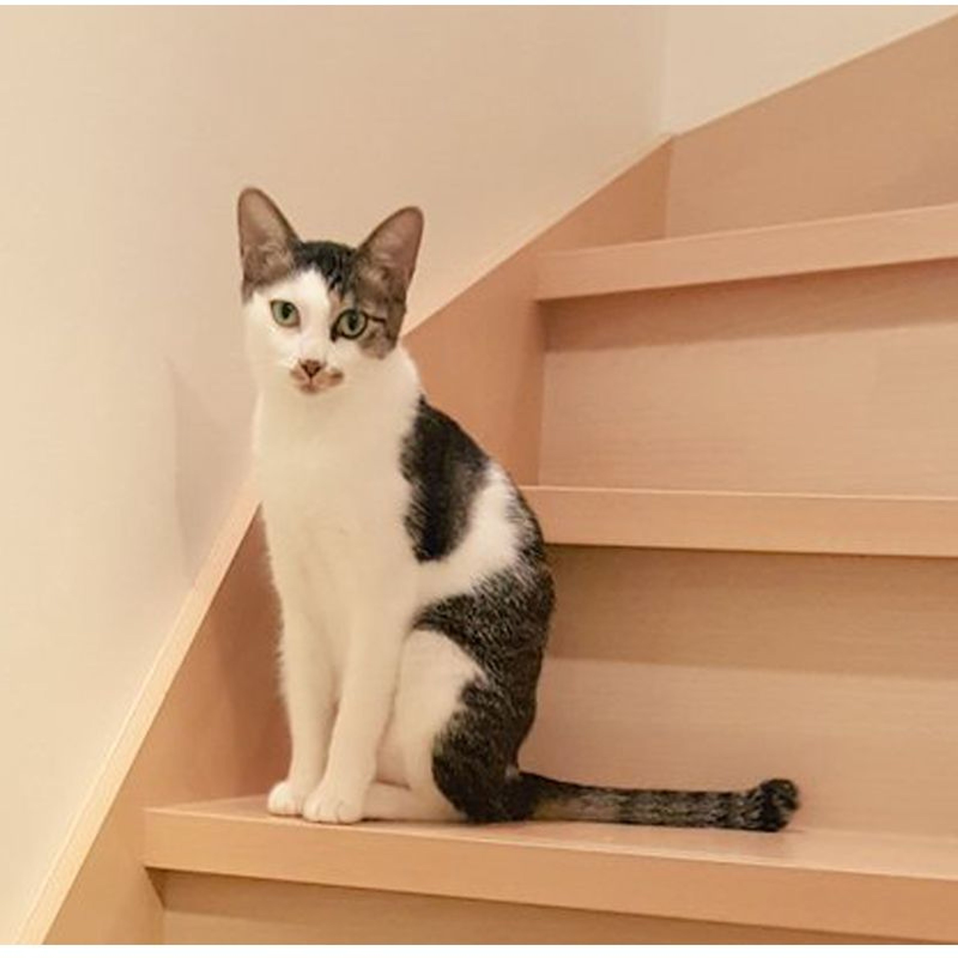pet-image-7
