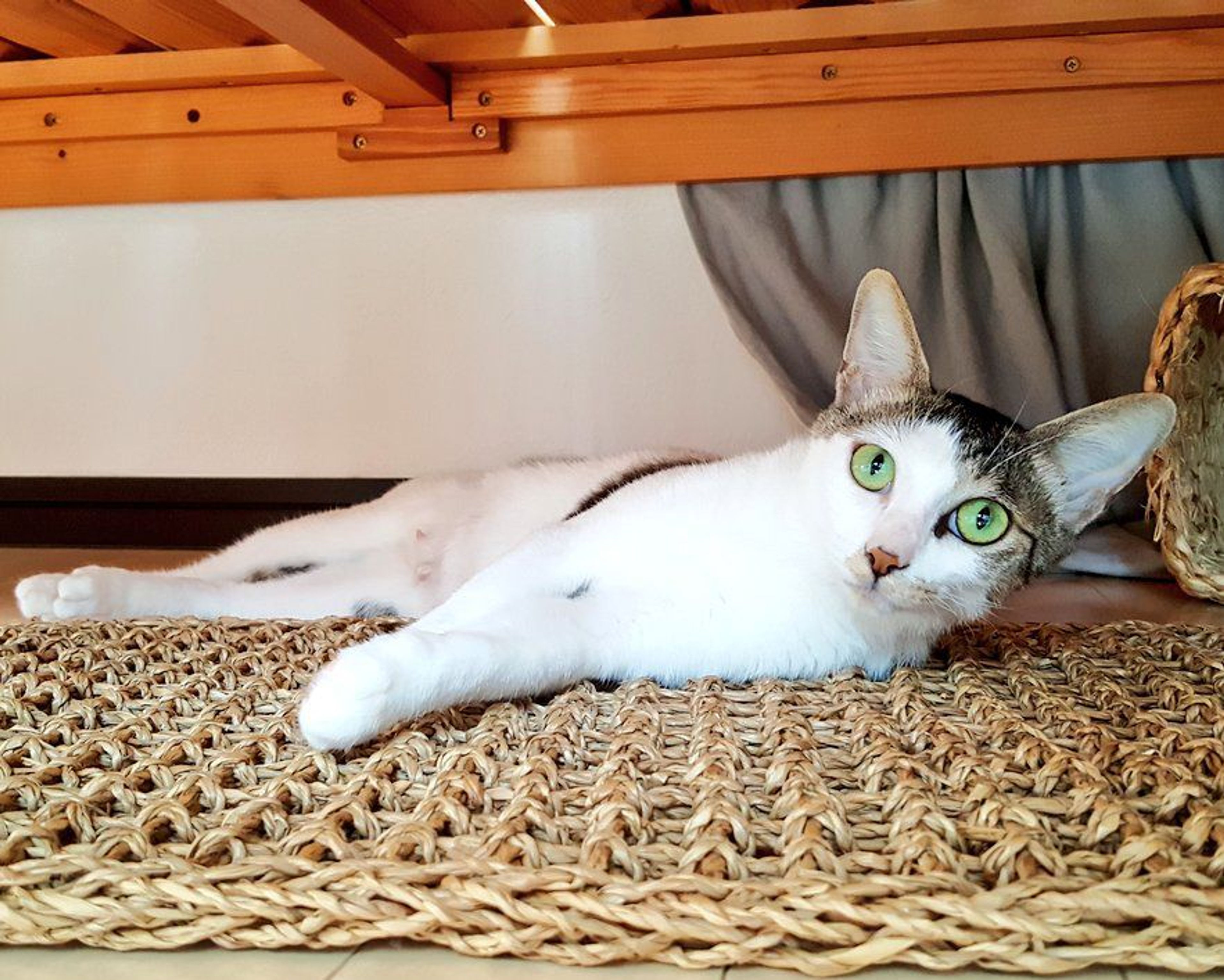 pet-image-8