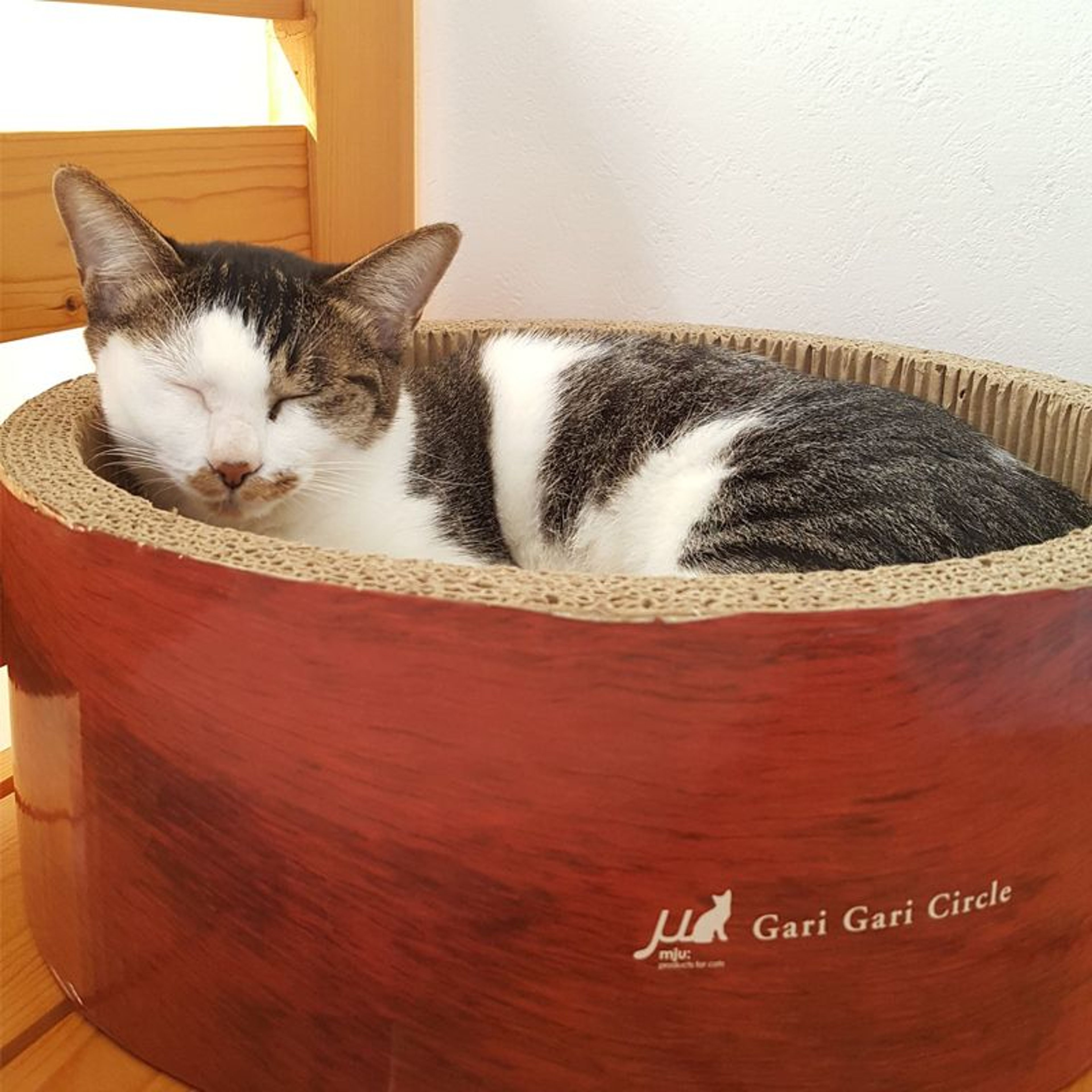 pet-image-9
