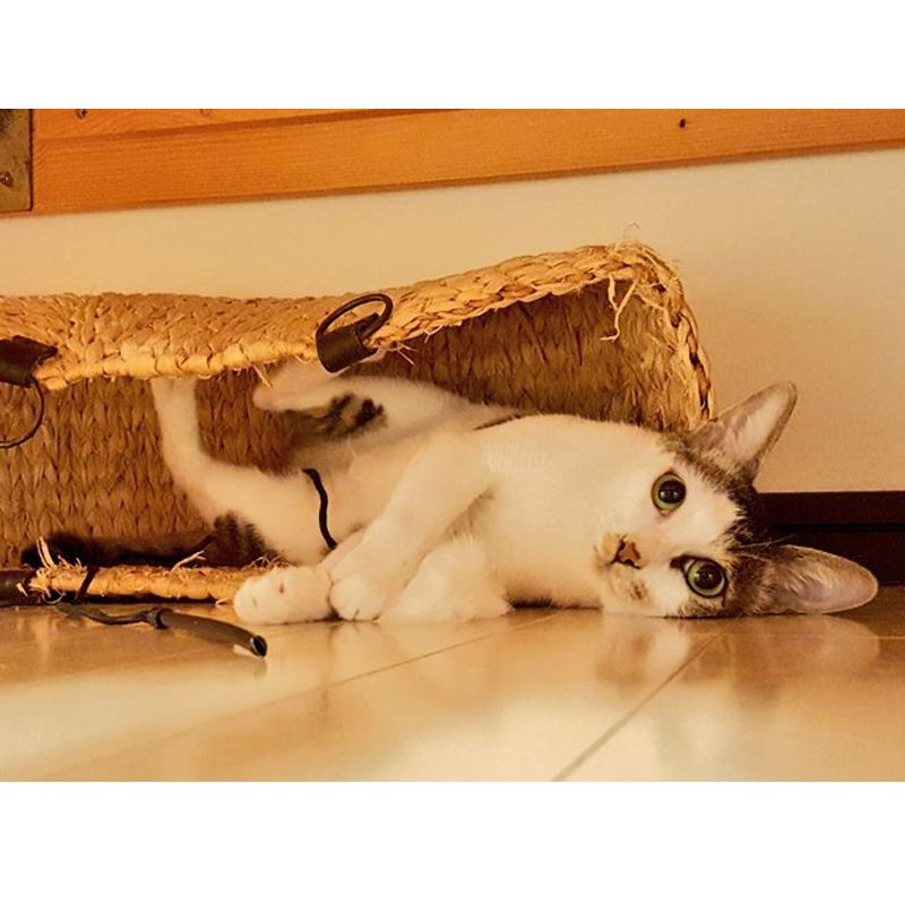 pet-image-11