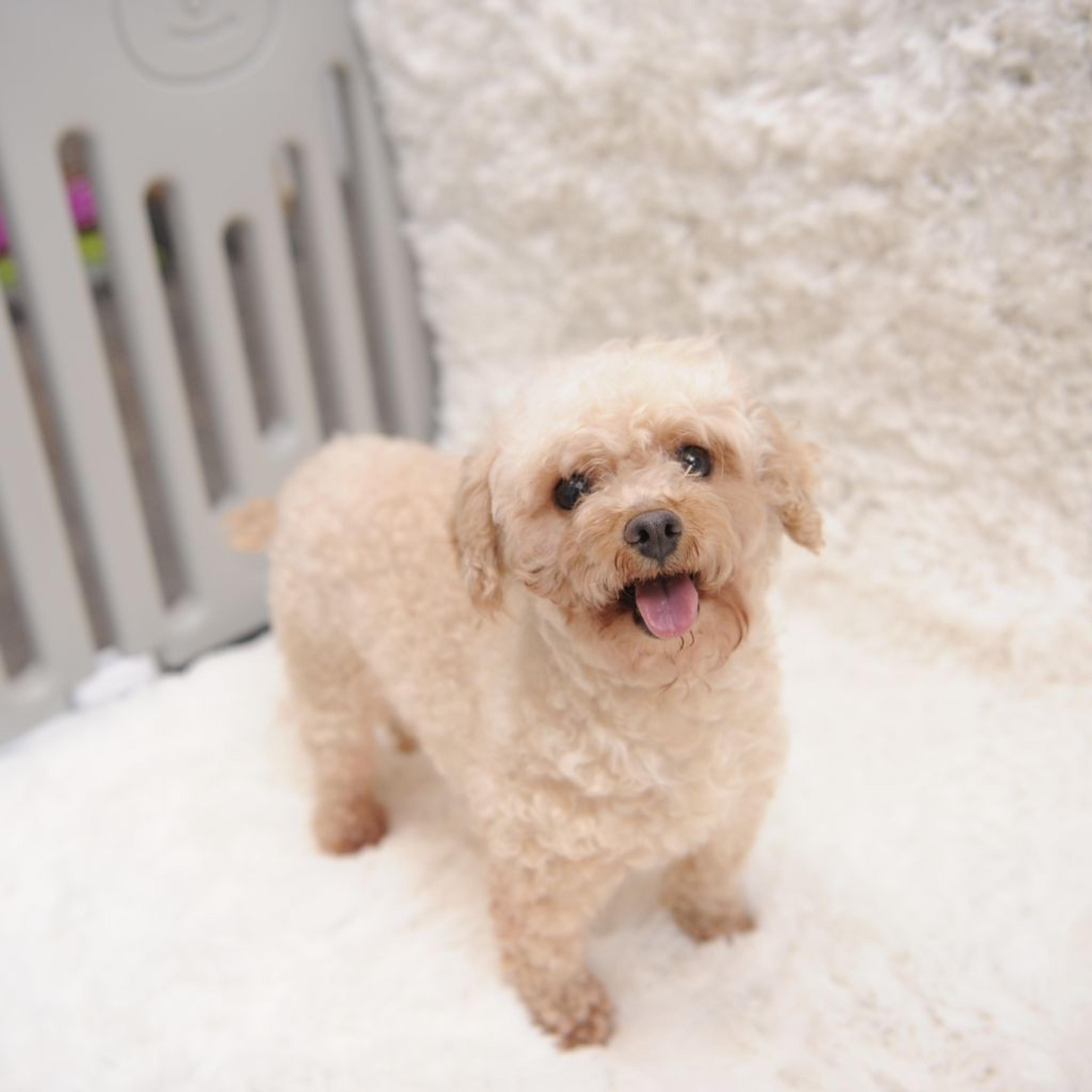 pet-image-2