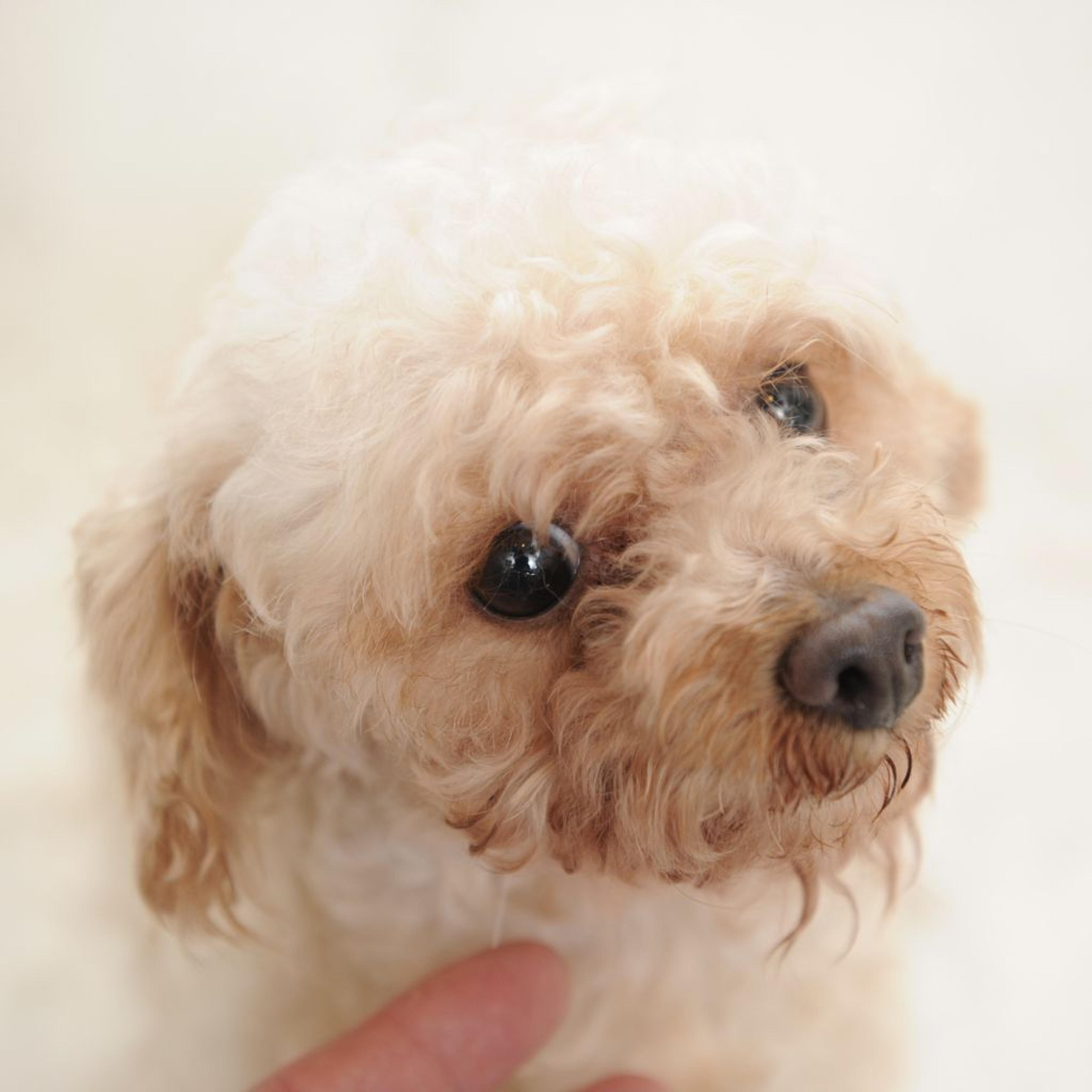 pet-image-3