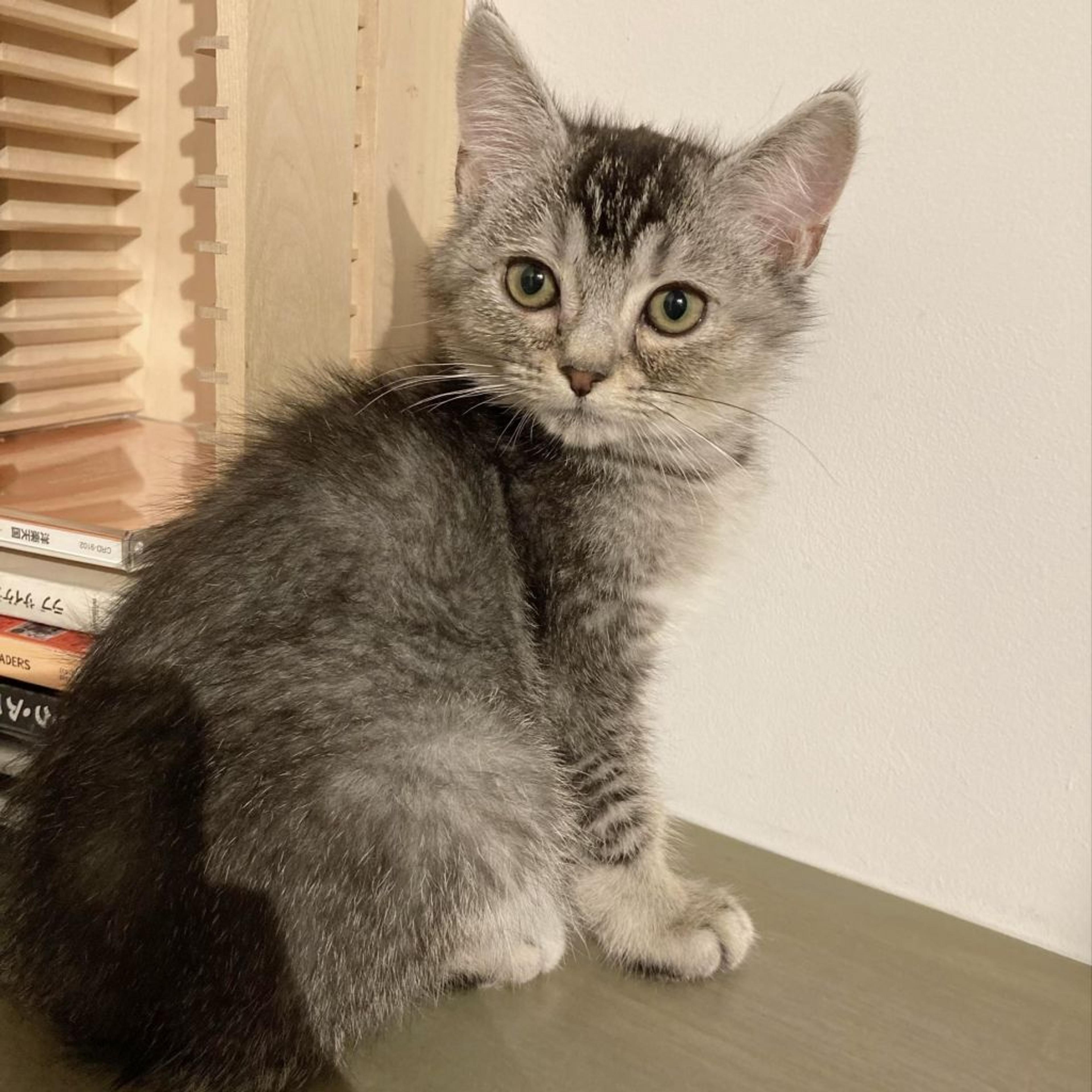 pet-image-4