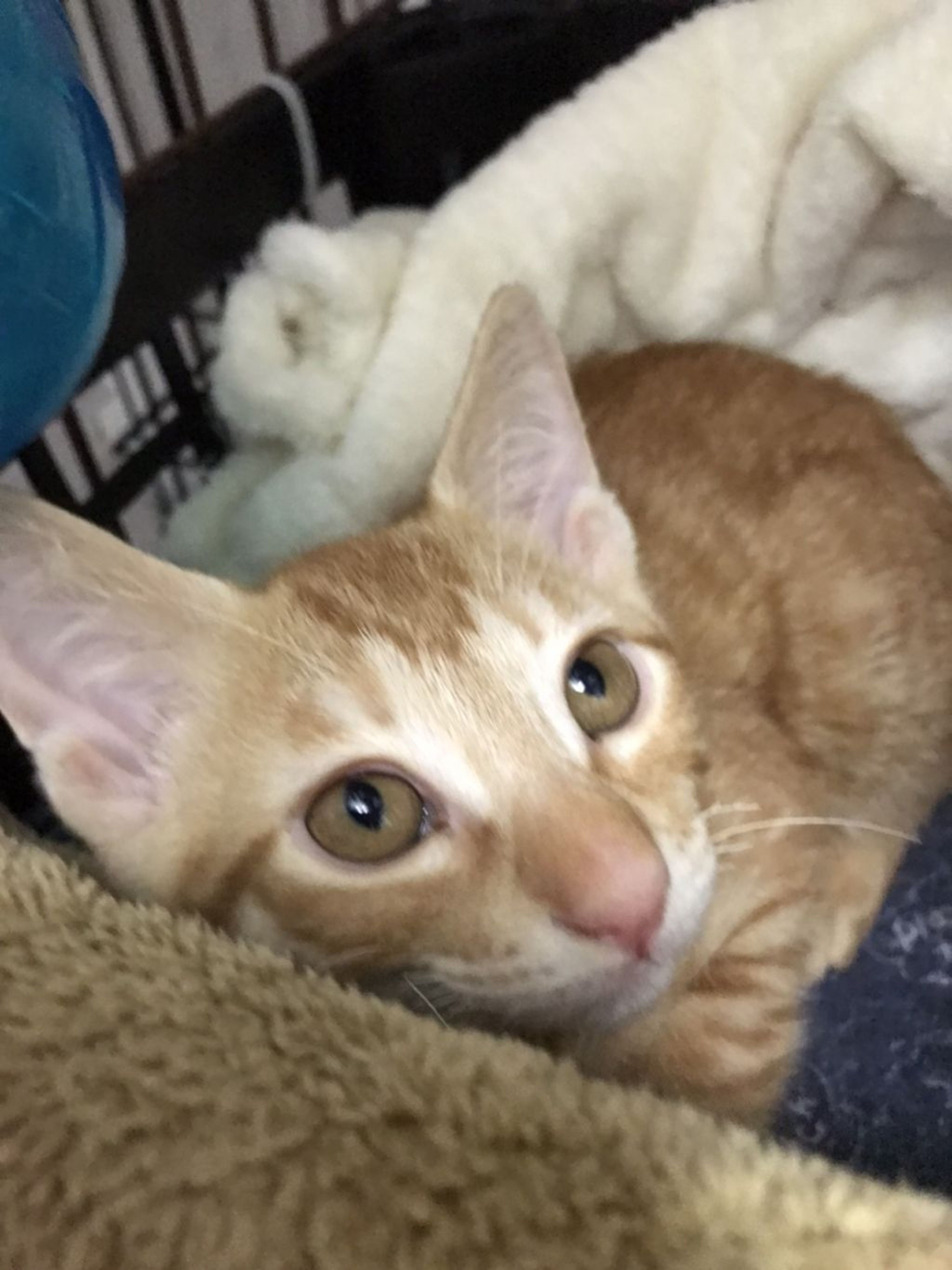 pet-image-3