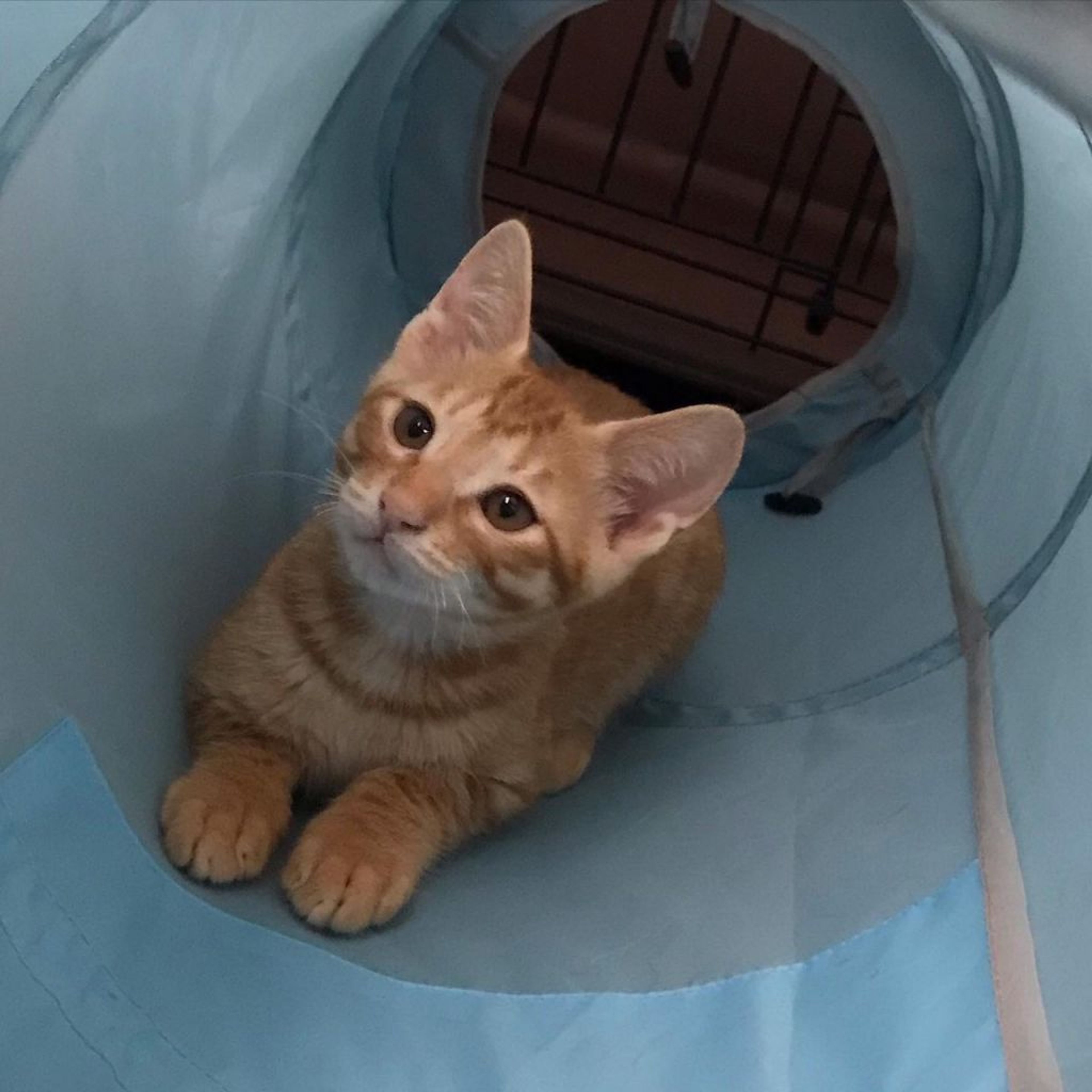 pet-image-4