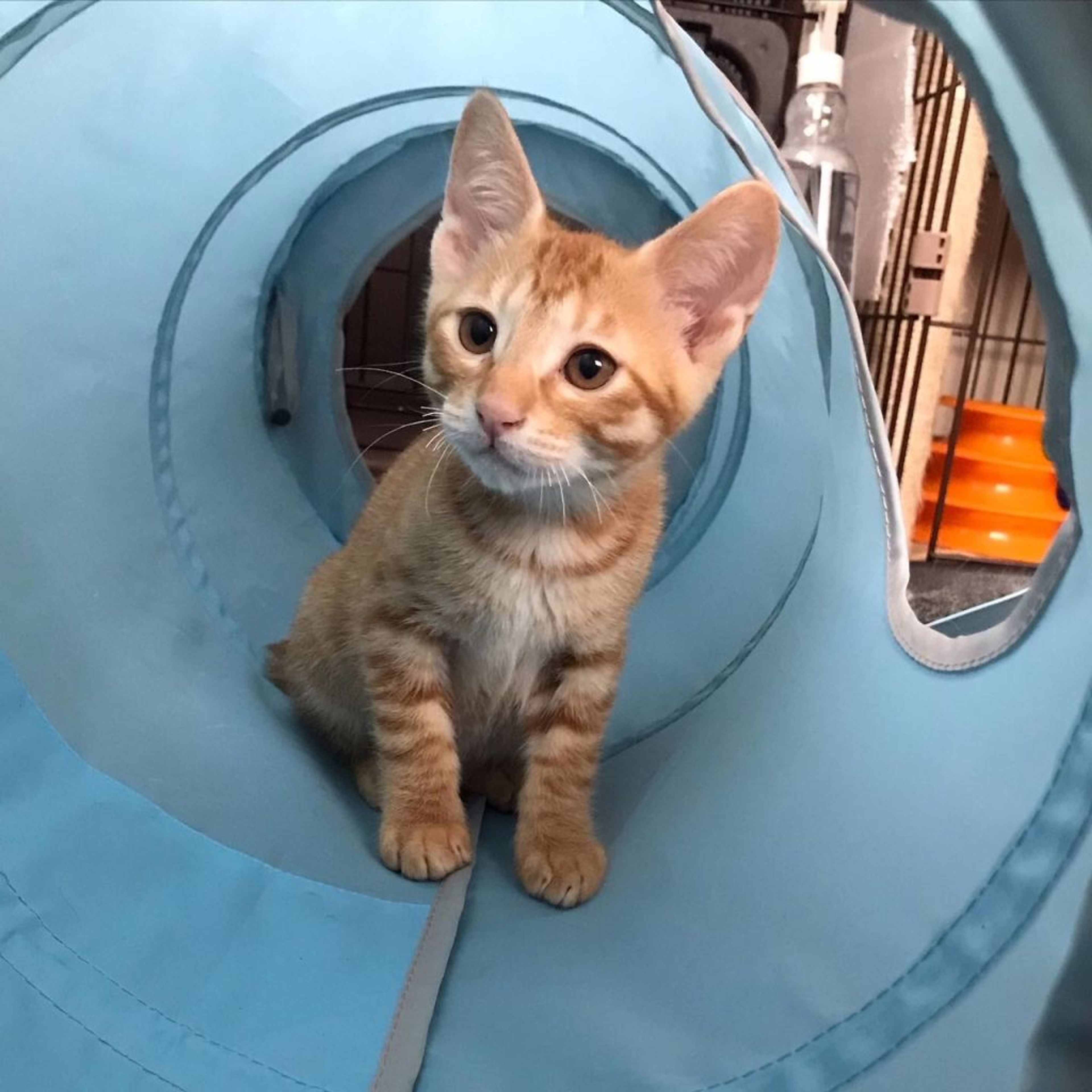 pet-image-5