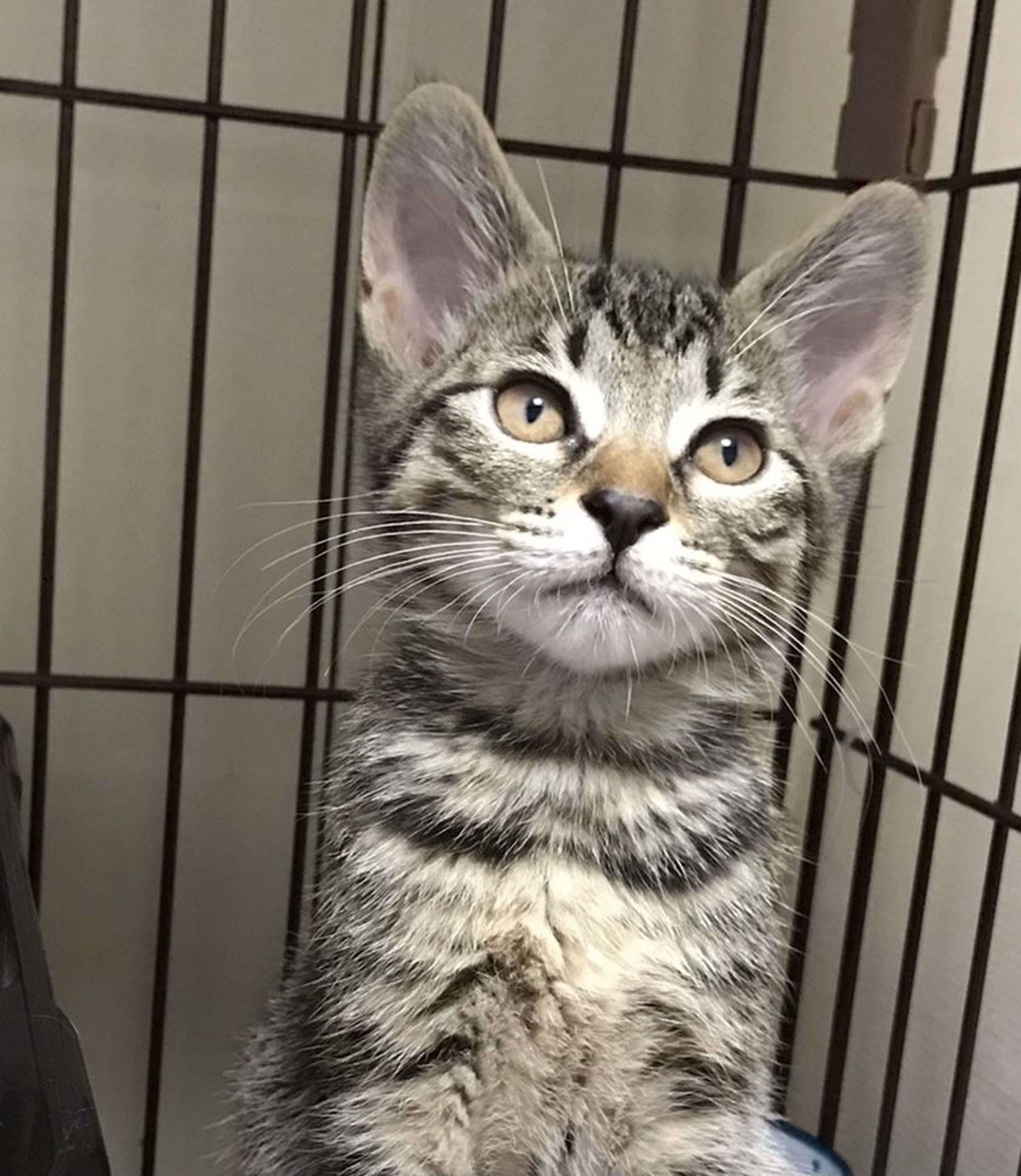 雑種（ミックス猫）・オスの里親募集の写真