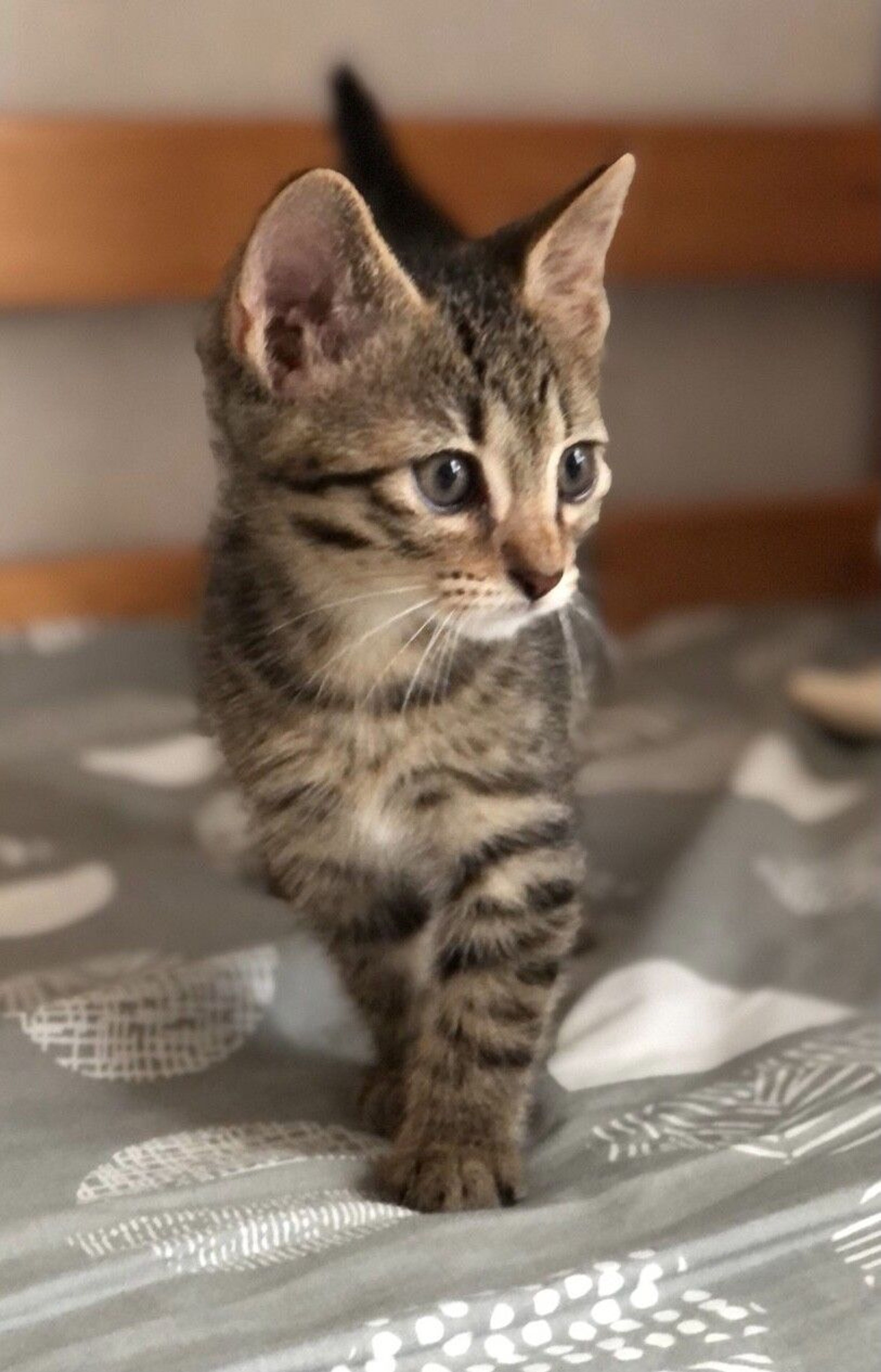 雑種（ミックス猫）・オスの里親募集の写真