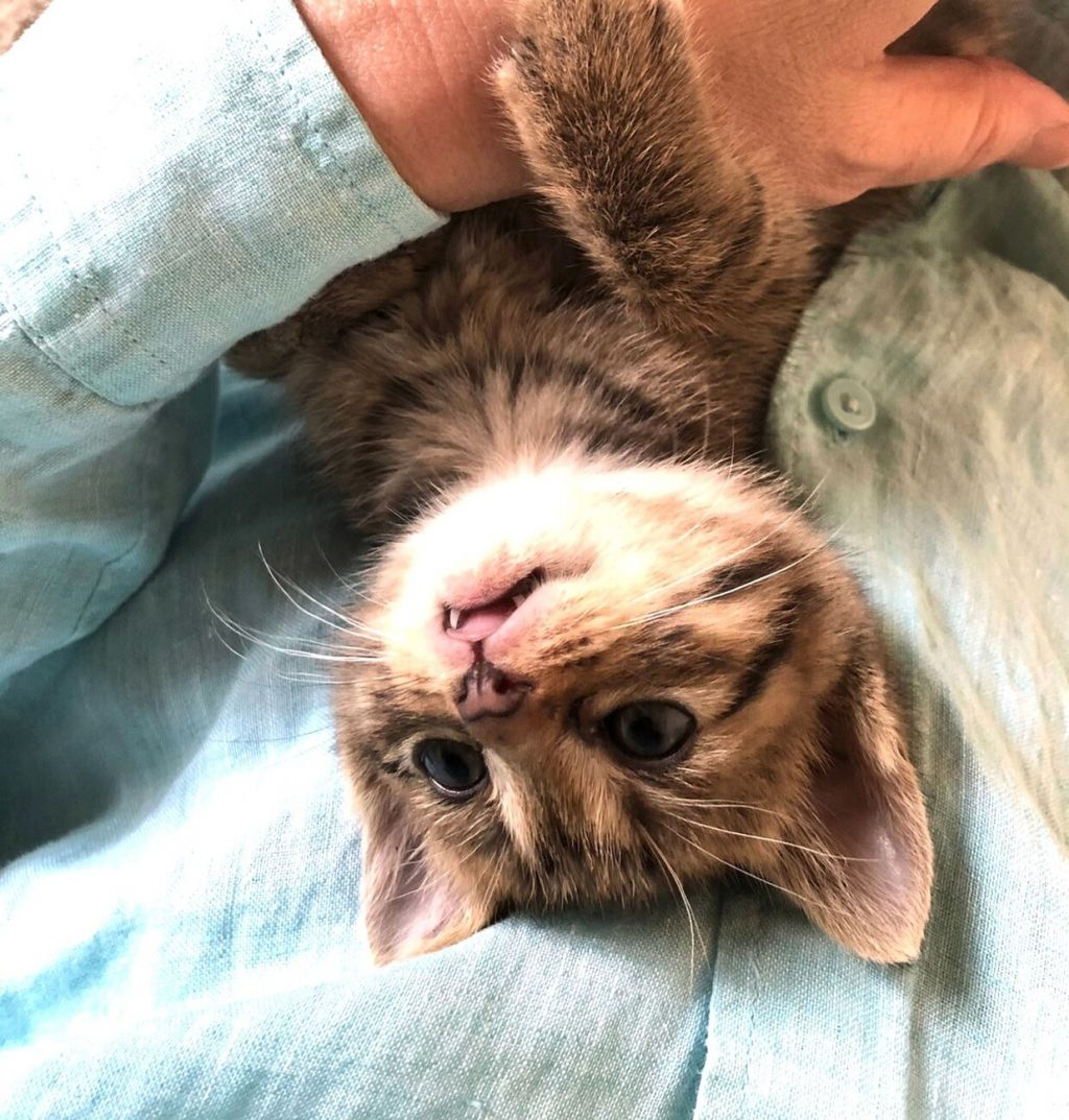 pet-image-4