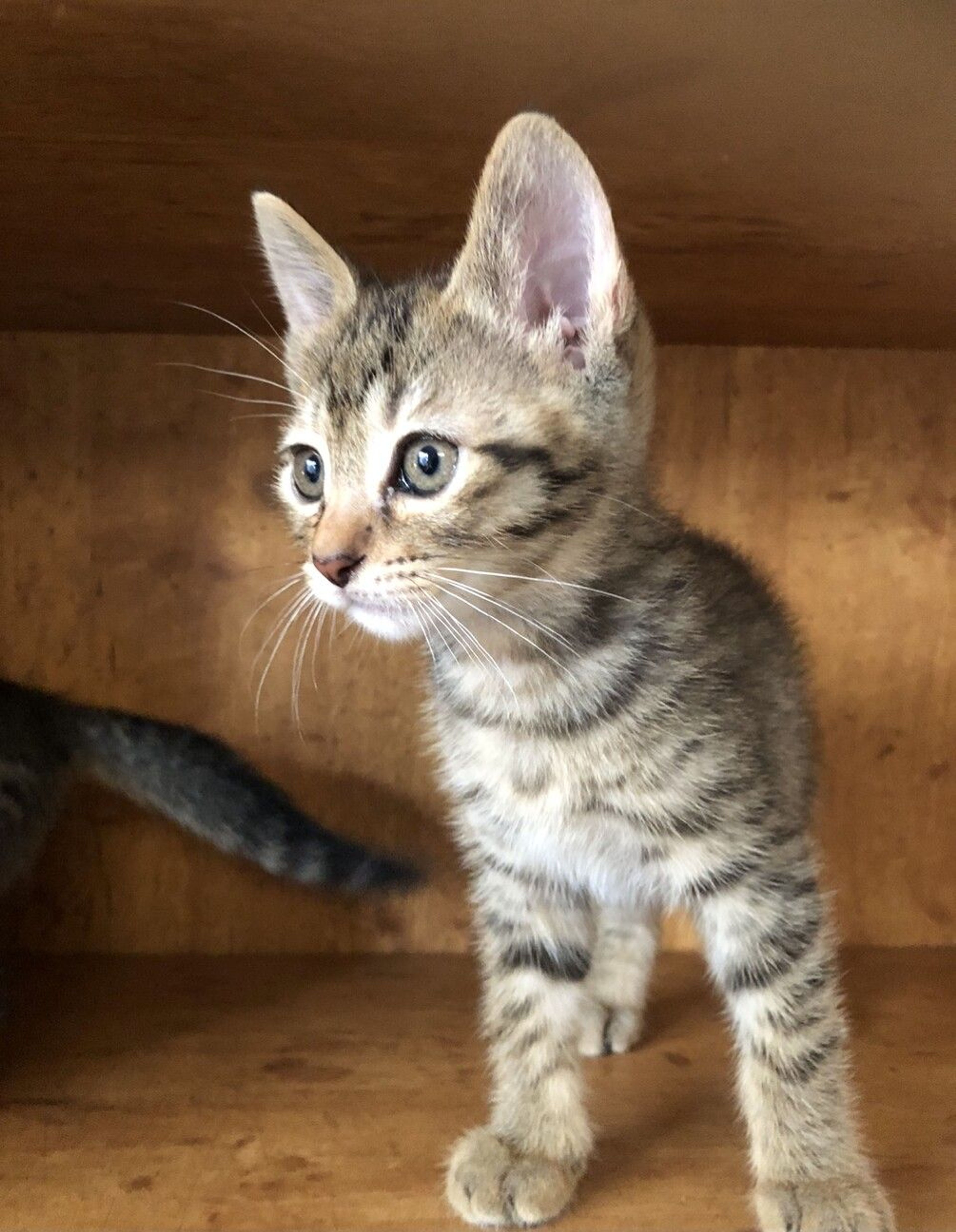 pet-image-5