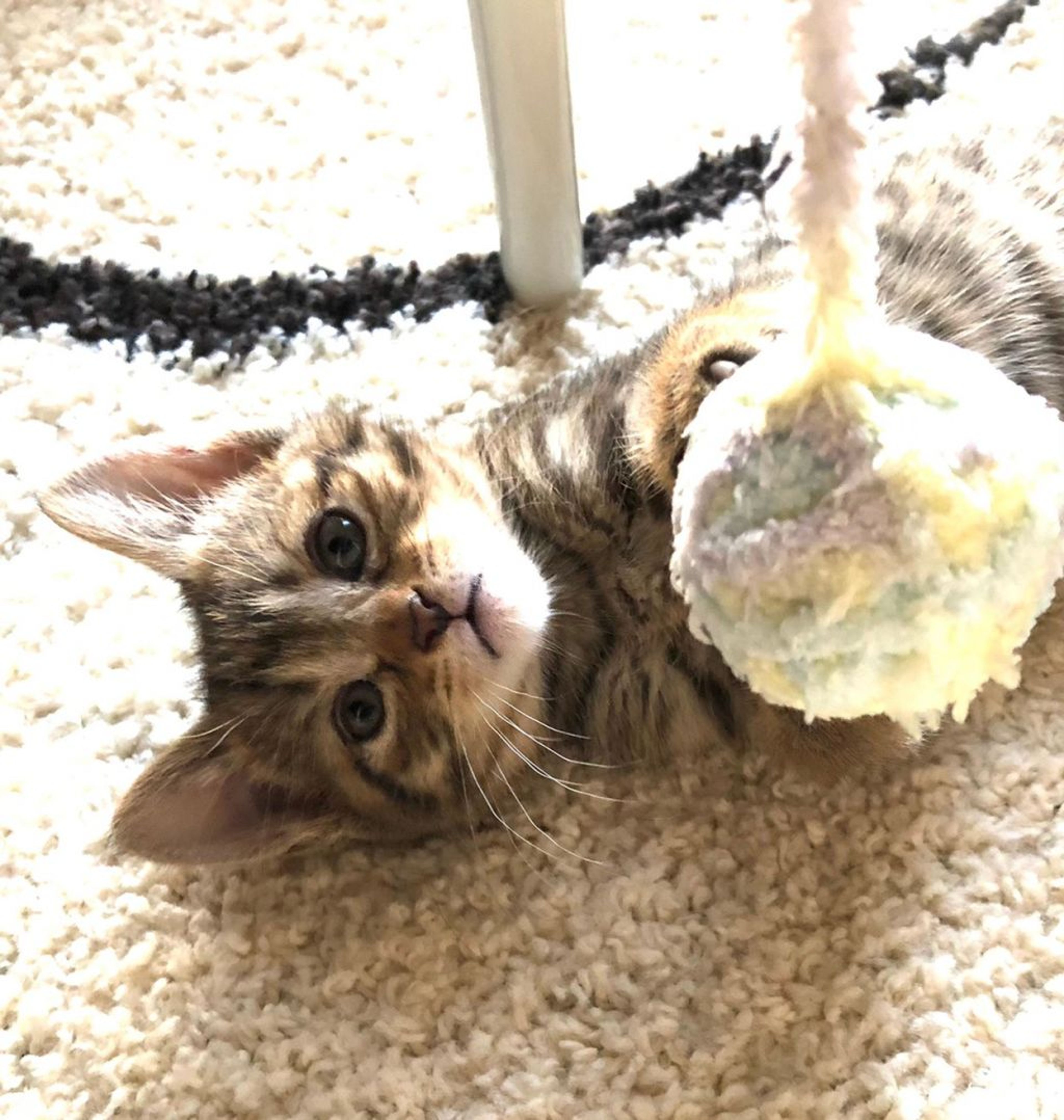 pet-image-9