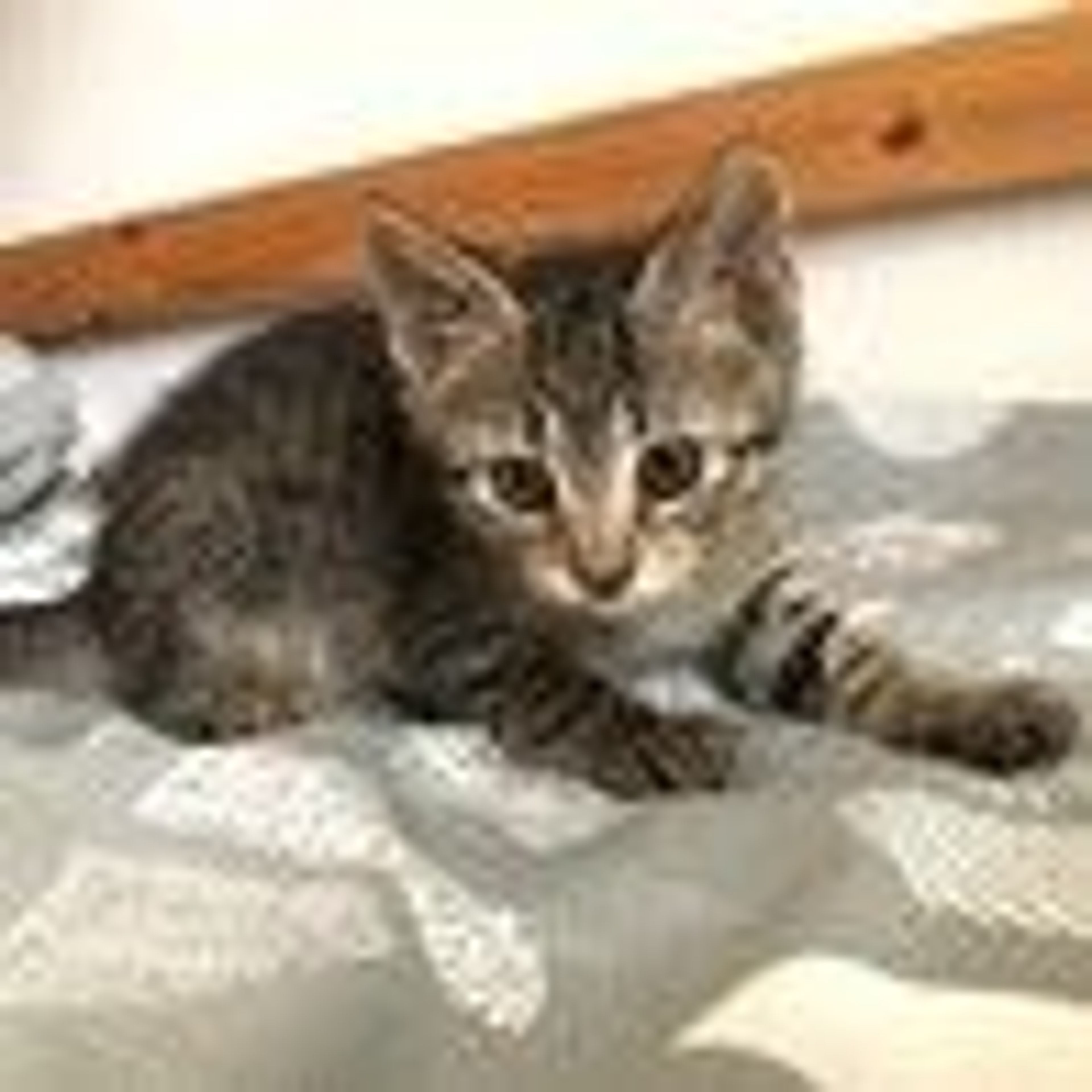 pet-image-3