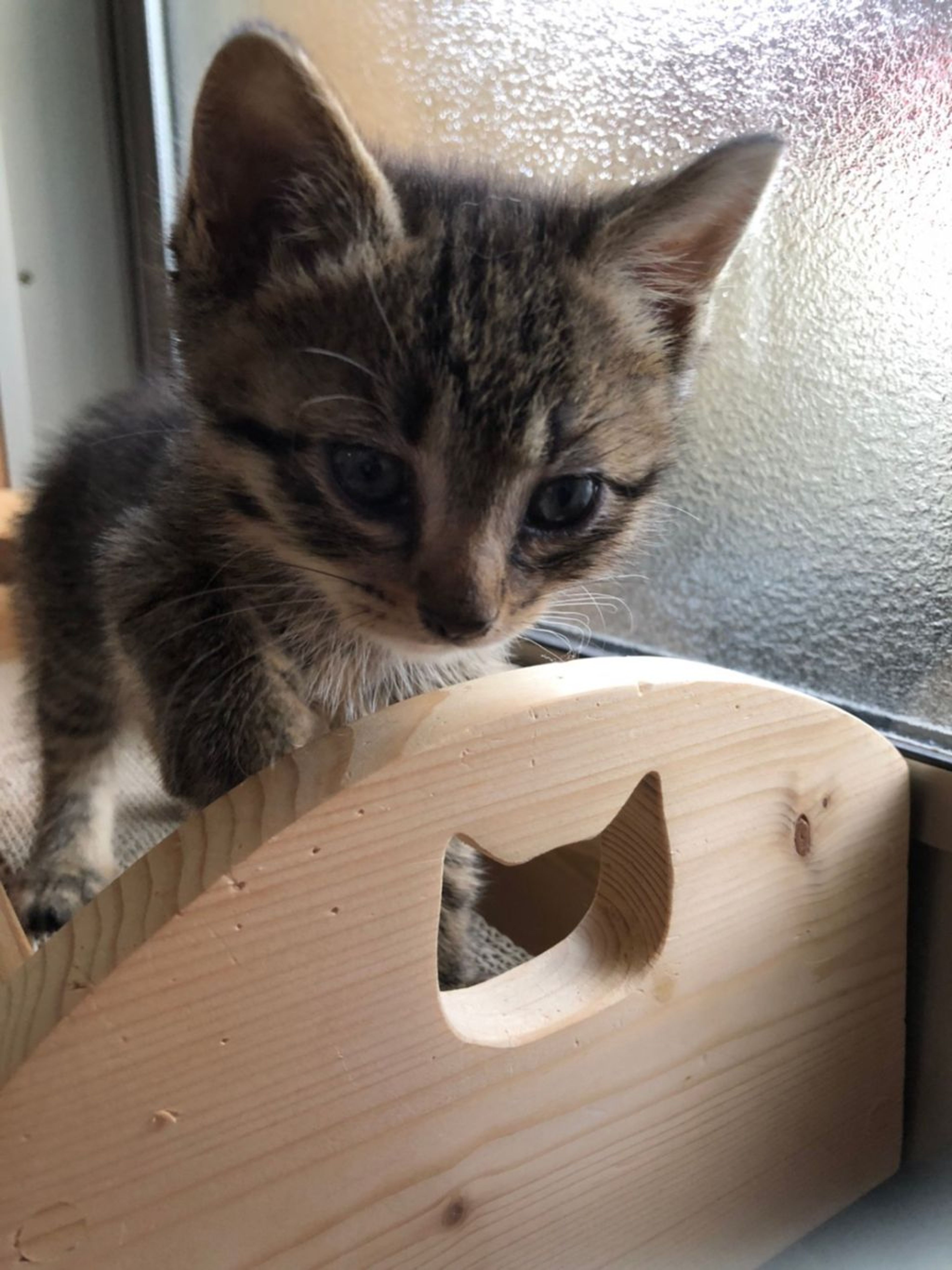 pet-image-4