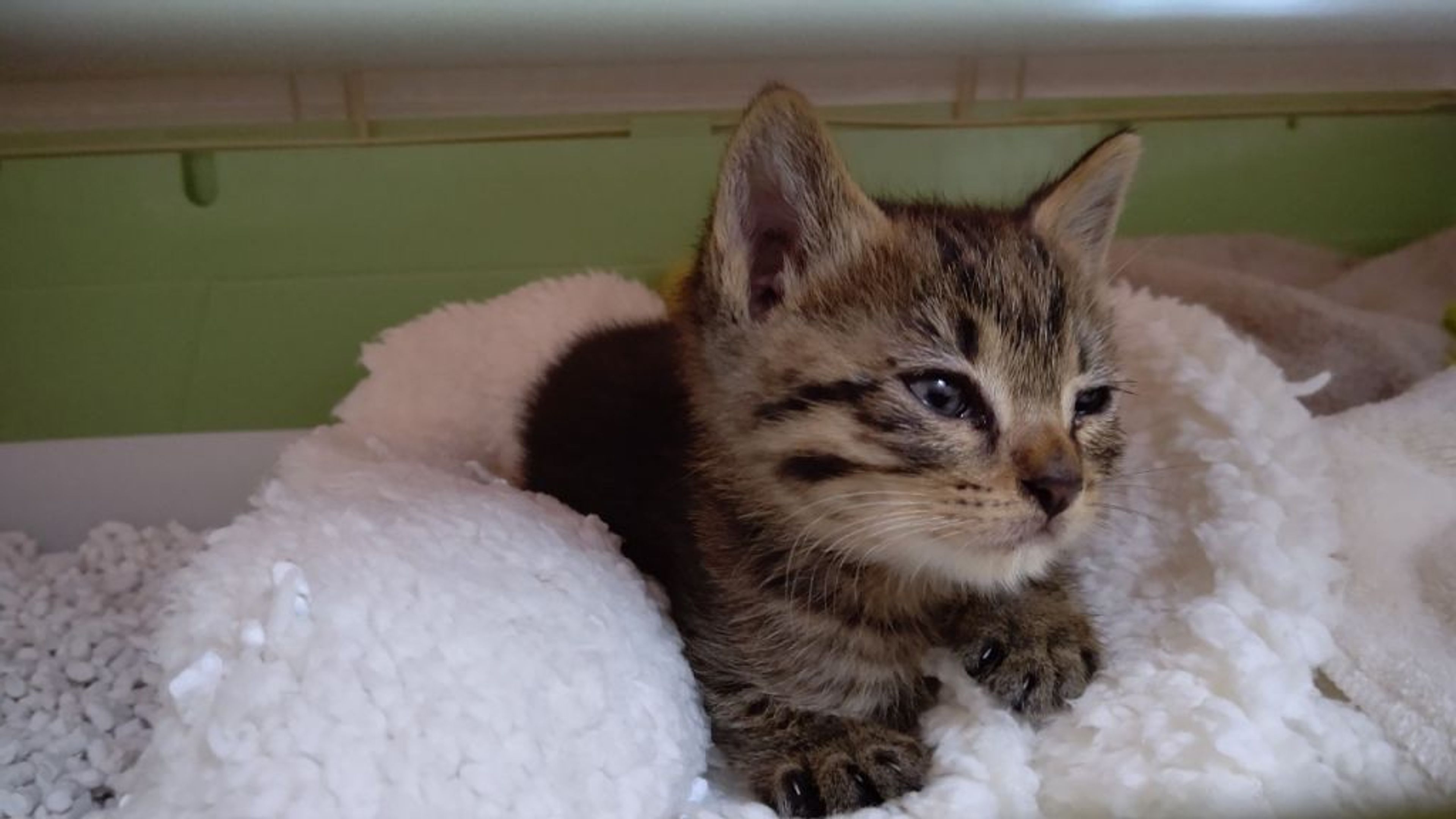 pet-image-9