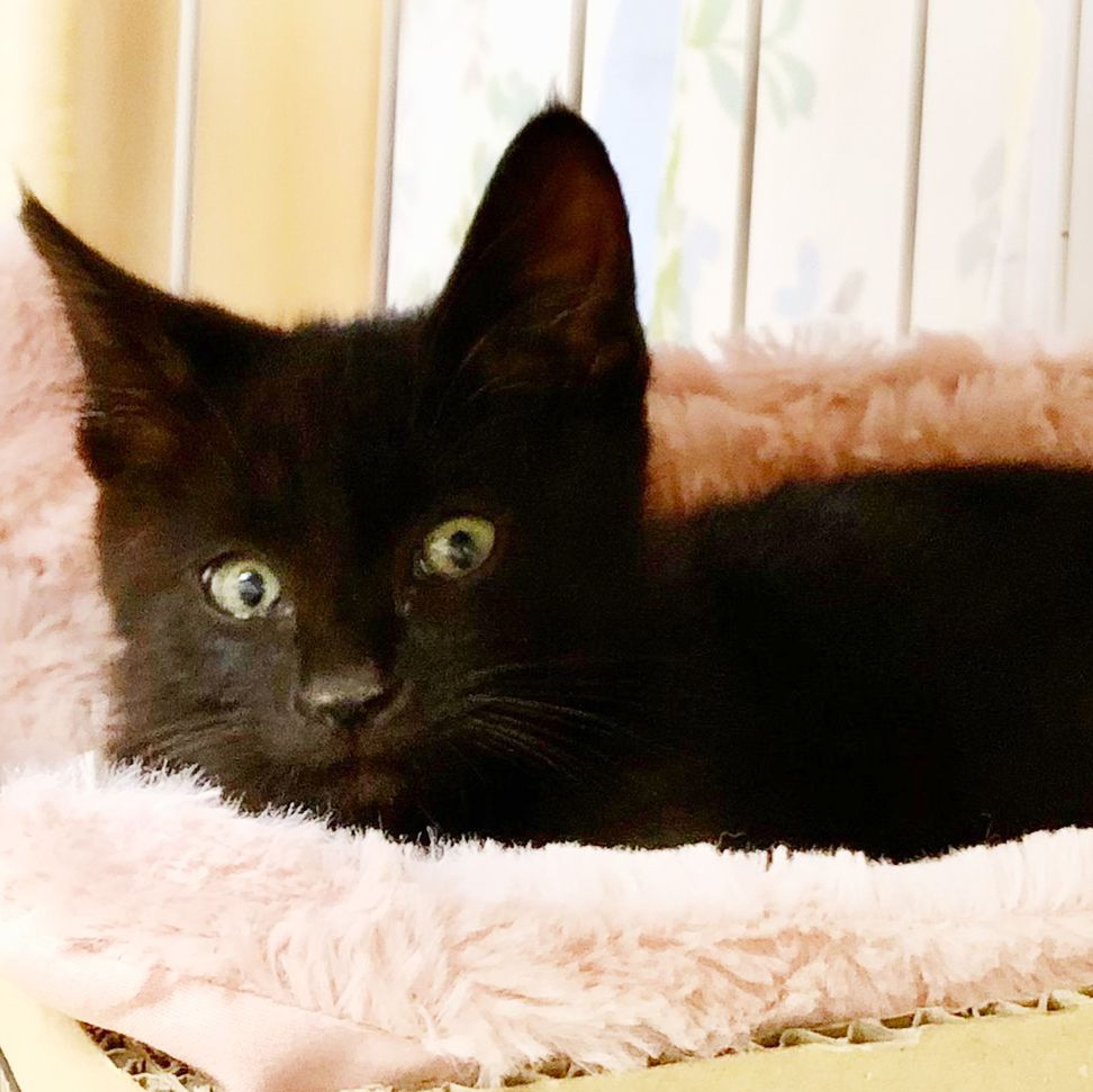 pet-image-9