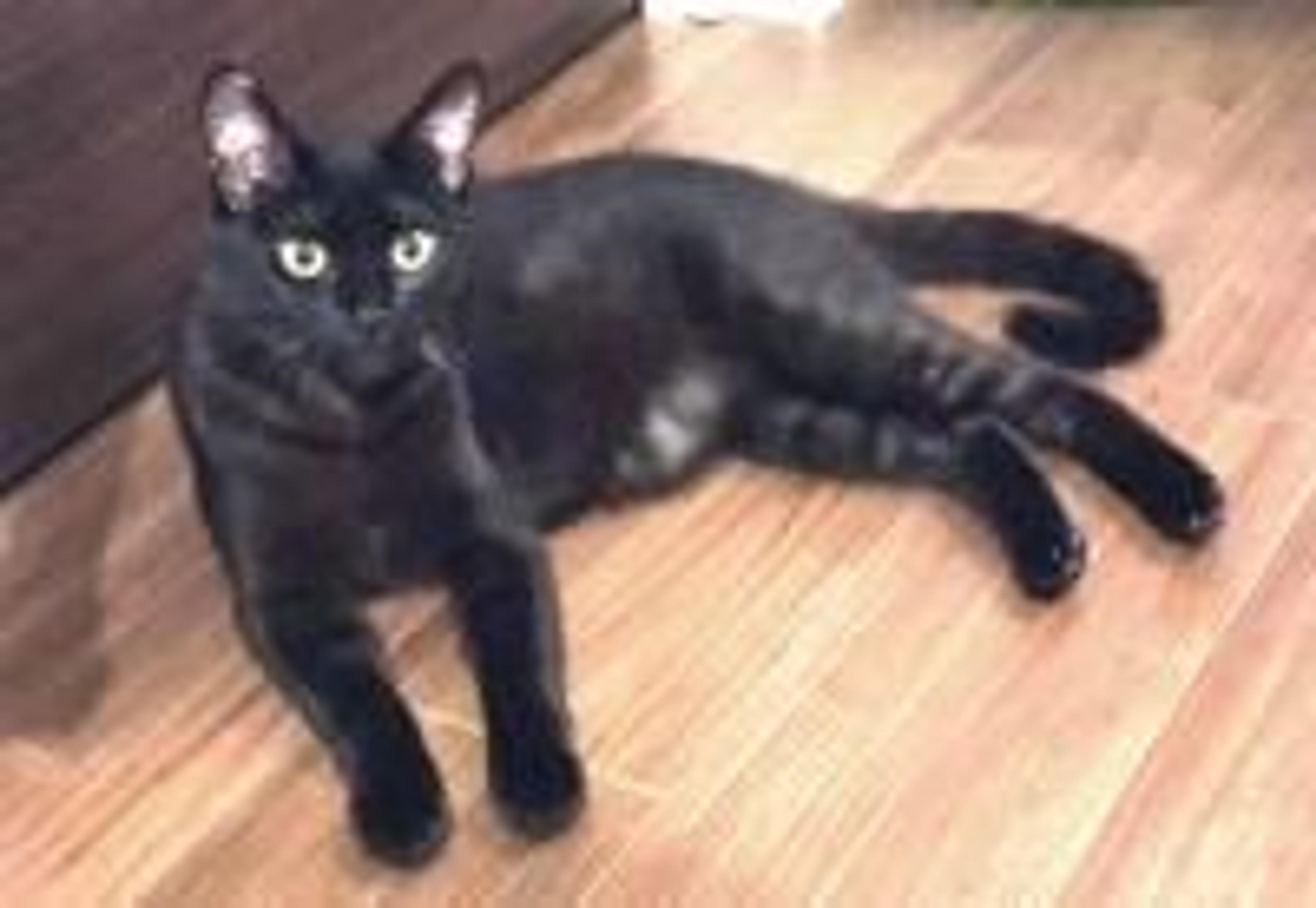 pet-image-2