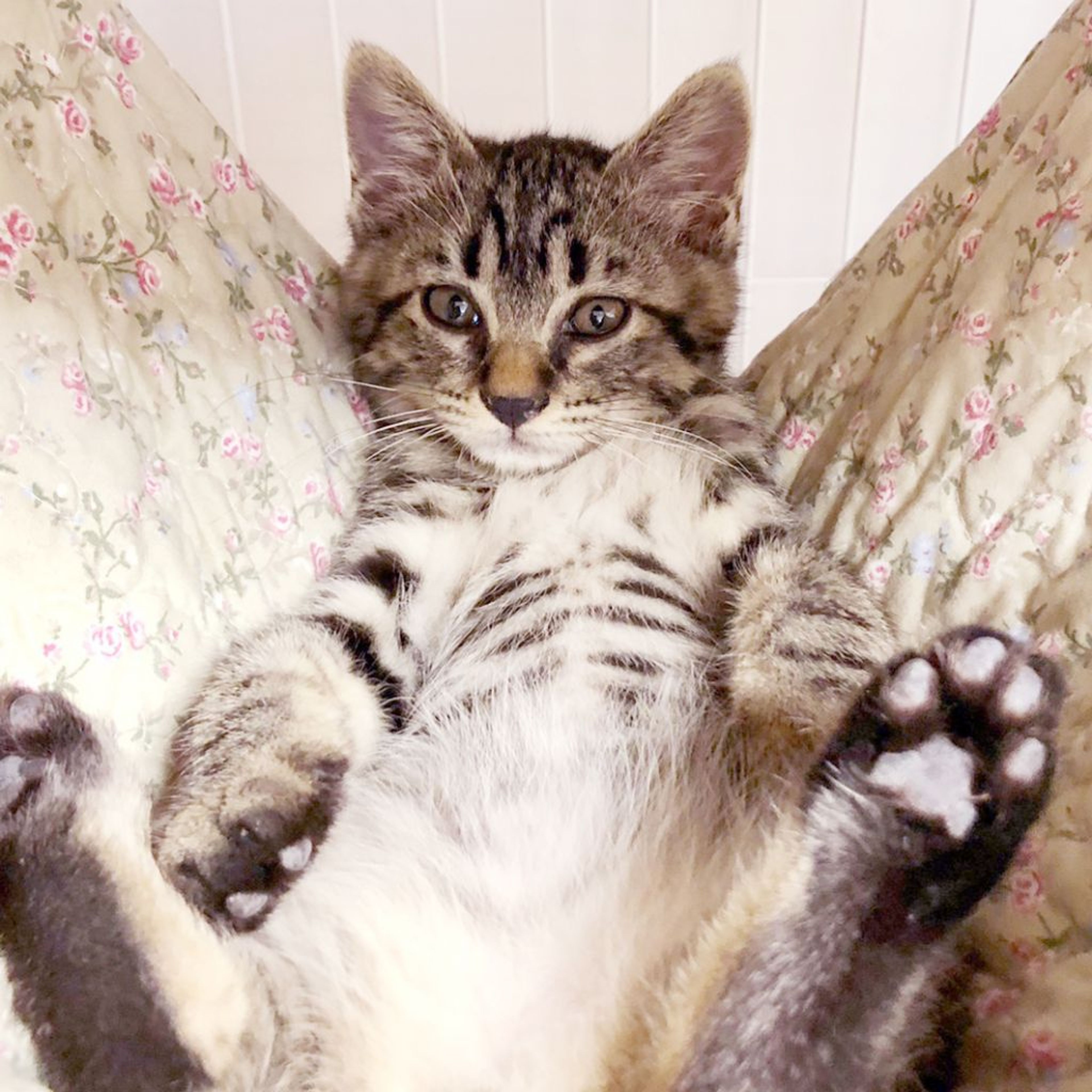 pet-image-5