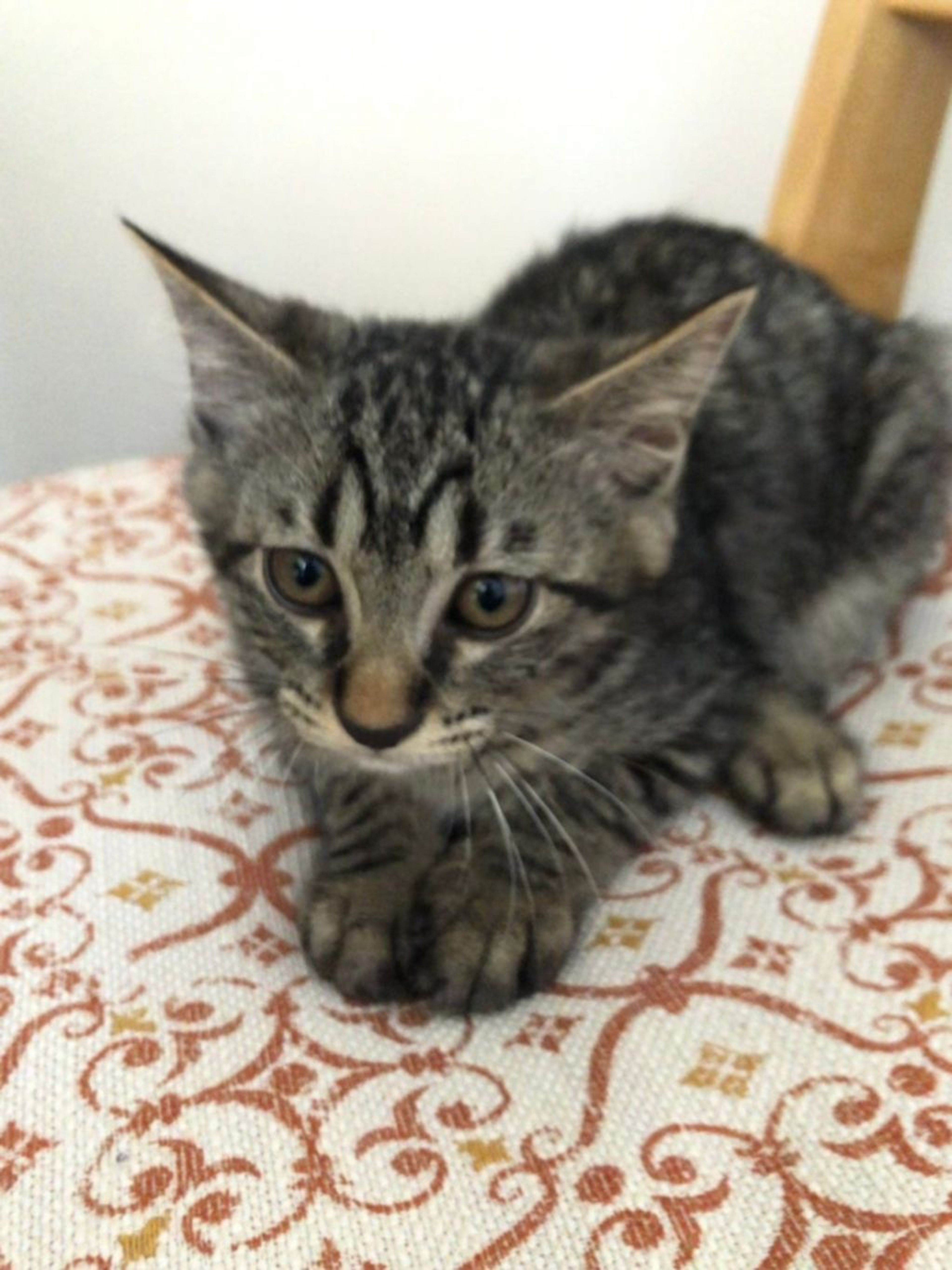 pet-image-6