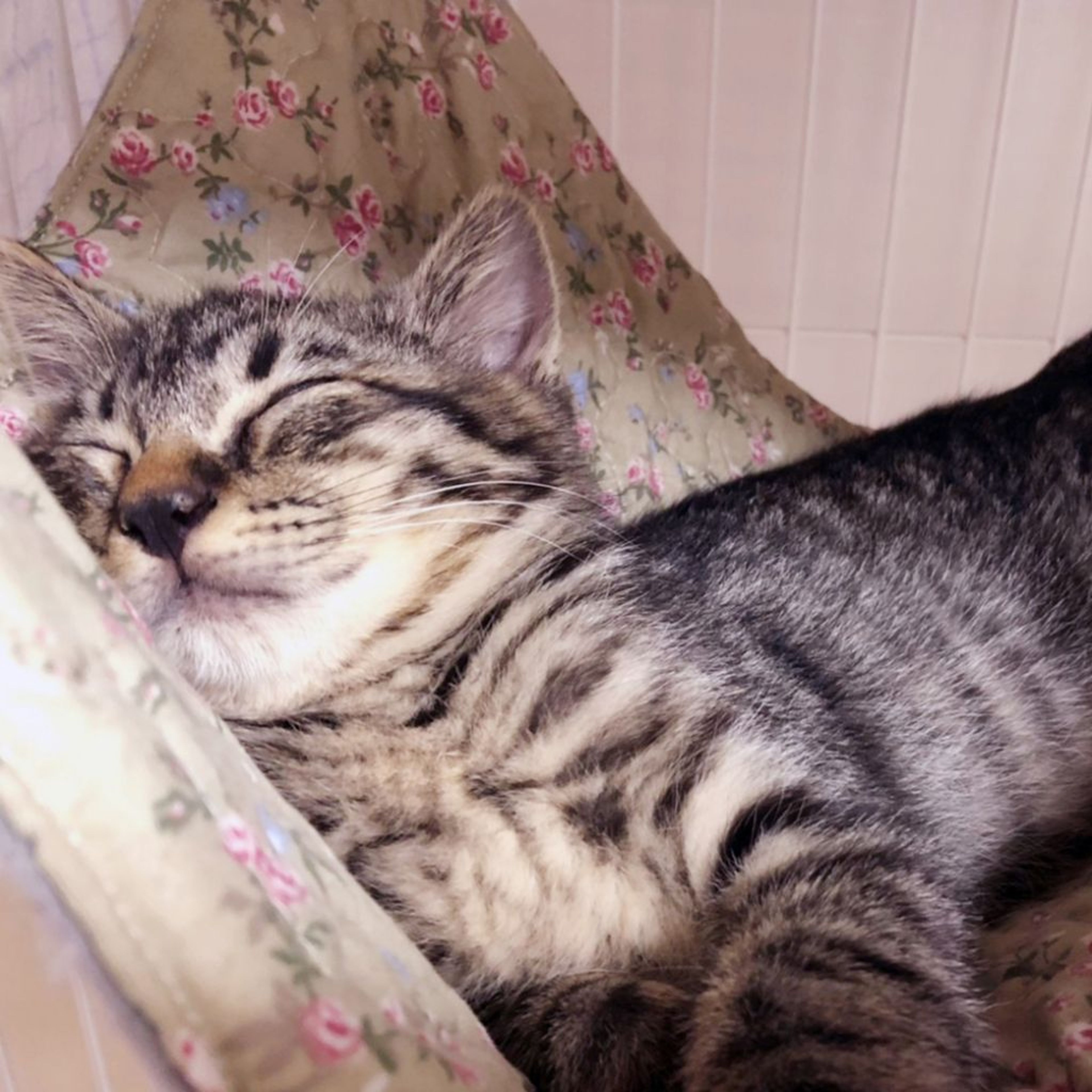 pet-image-7