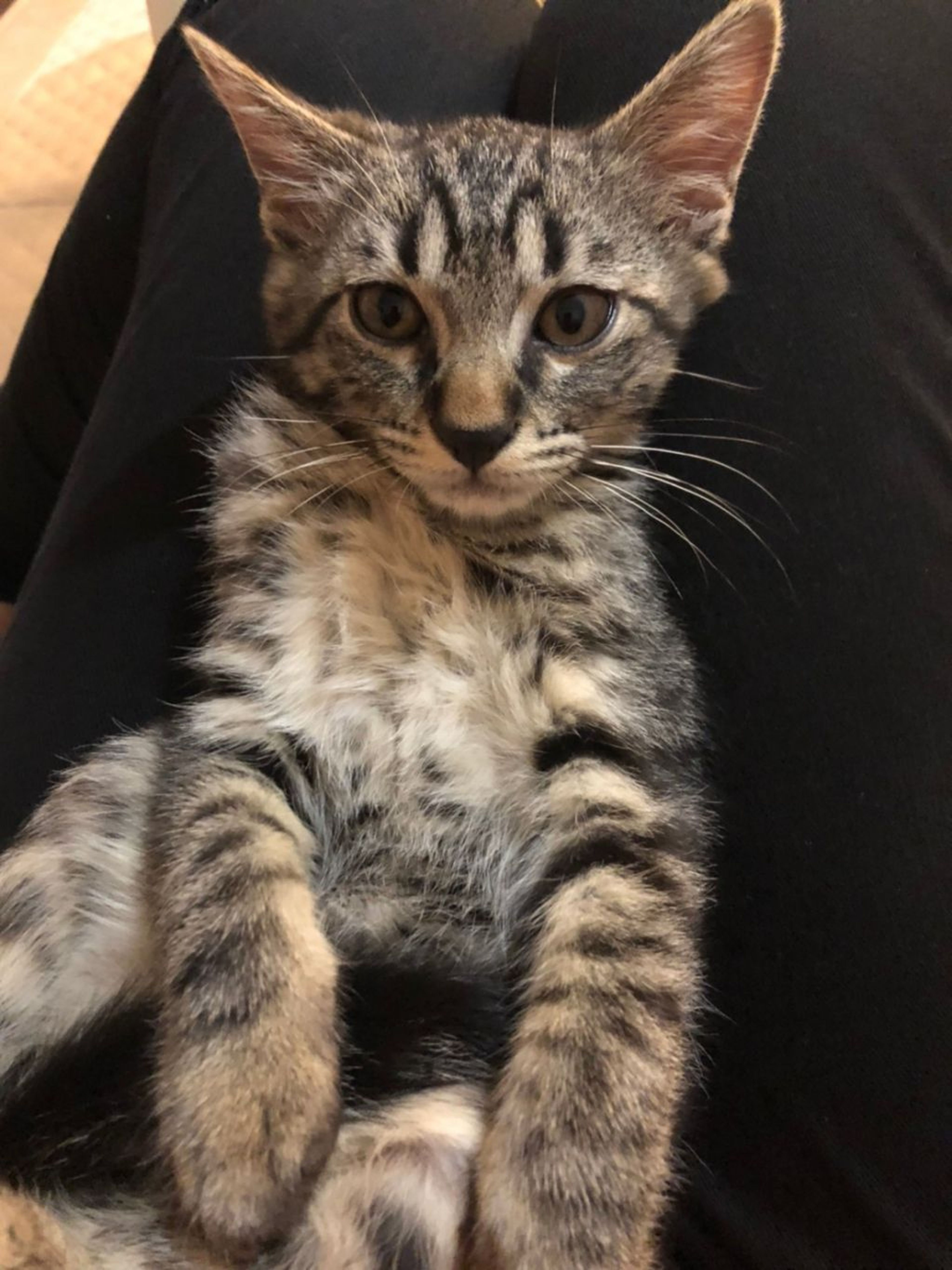 pet-image-8