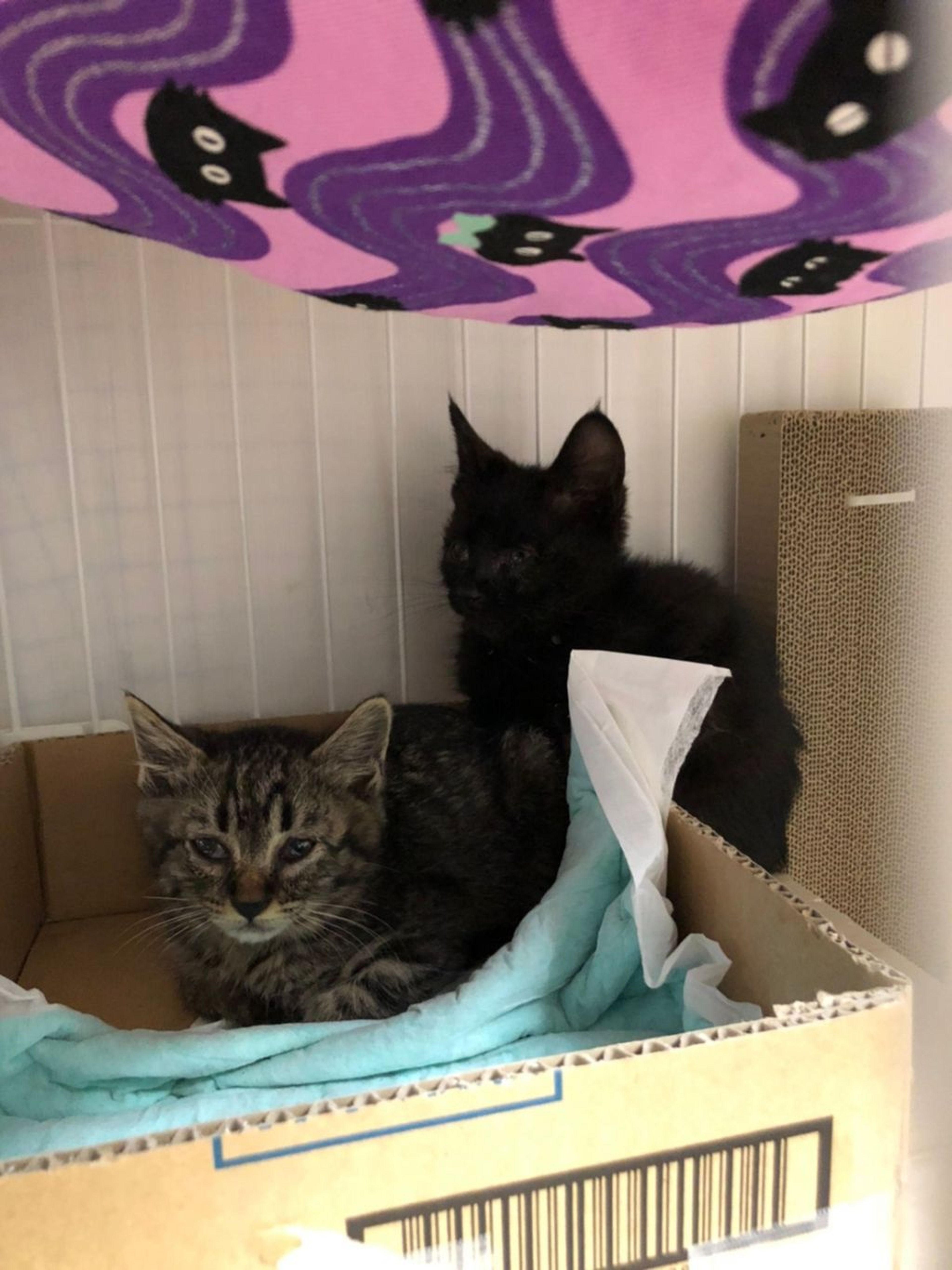 pet-image-9