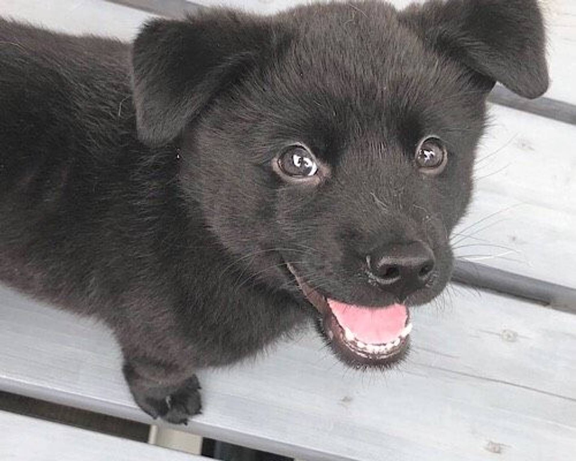 雑種（ミックス犬）・オスの里親募集の写真
