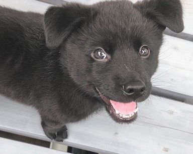 ミックス子犬の男の子リョクくんの写真