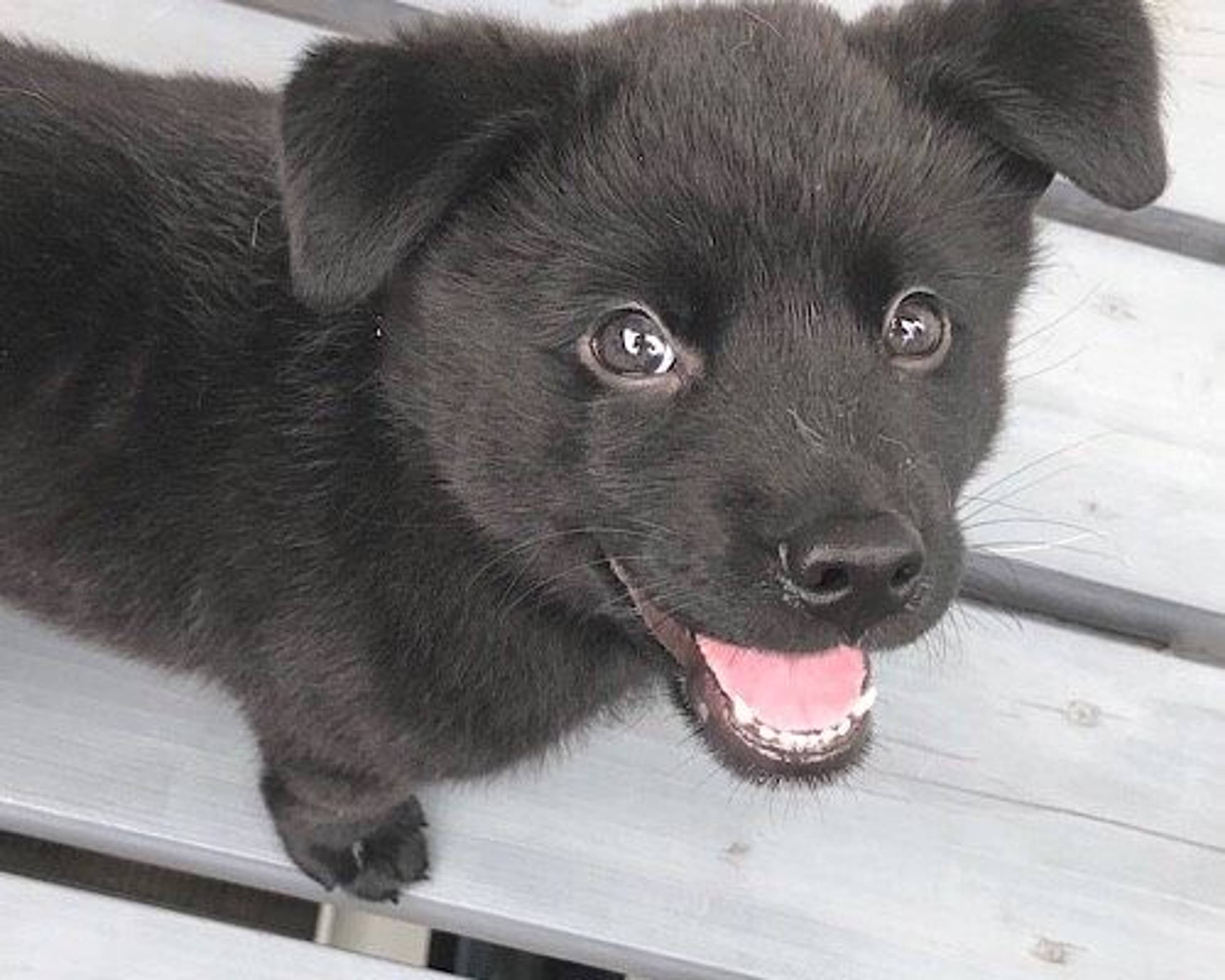 雑種（ミックス犬）・オスの里親募集の写真