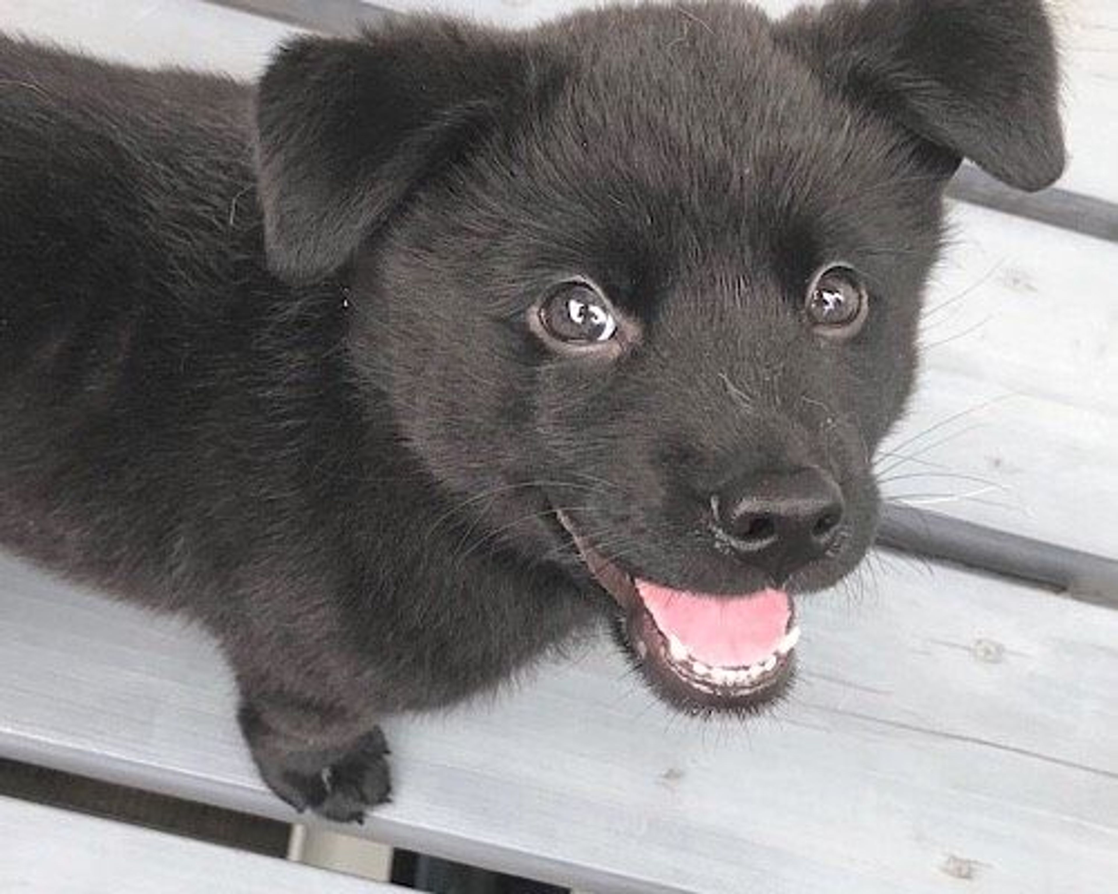 雑種（ミックス犬）・オスの里親募集の写真