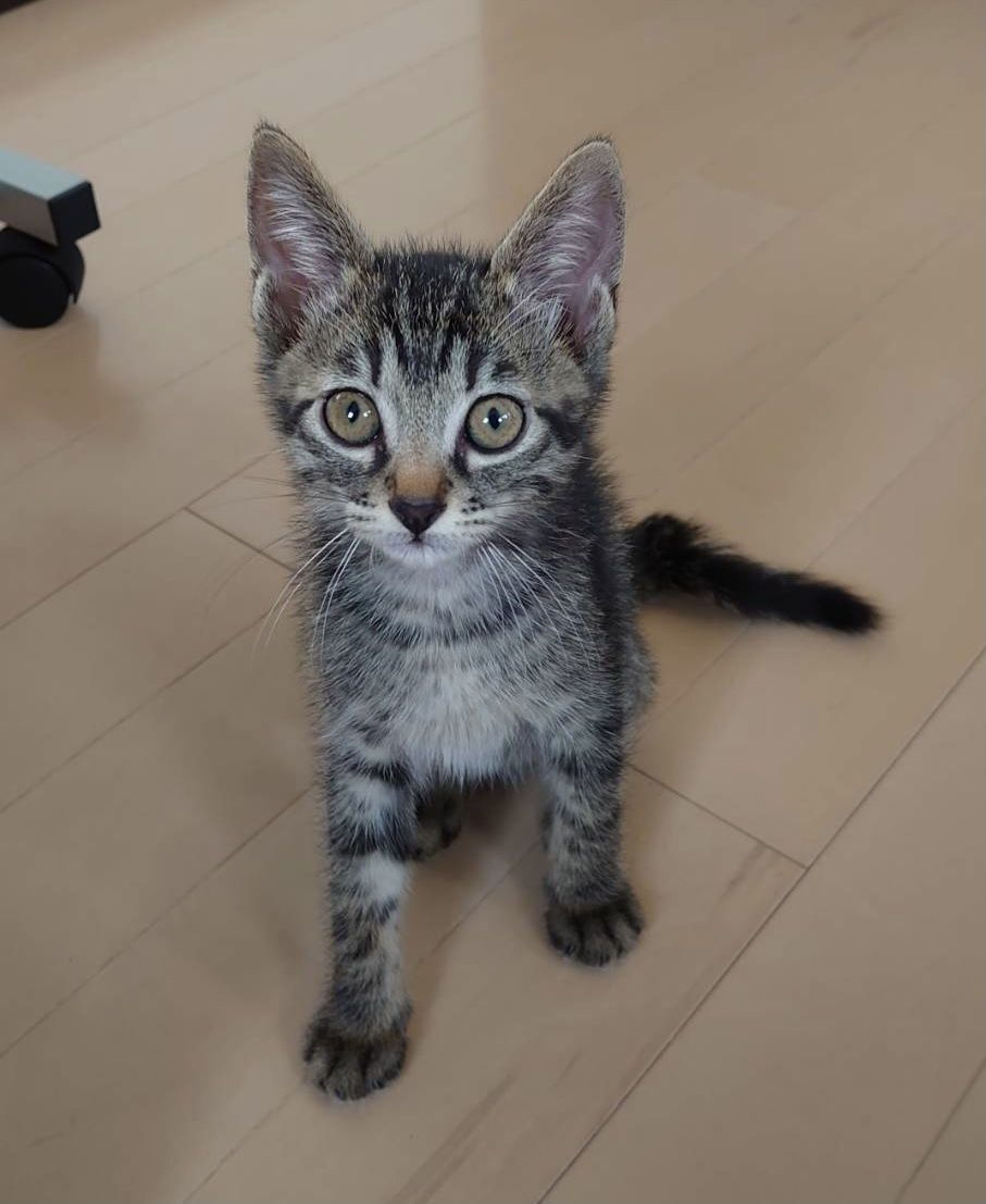 雑種（ミックス猫）・オスの里親募集の写真