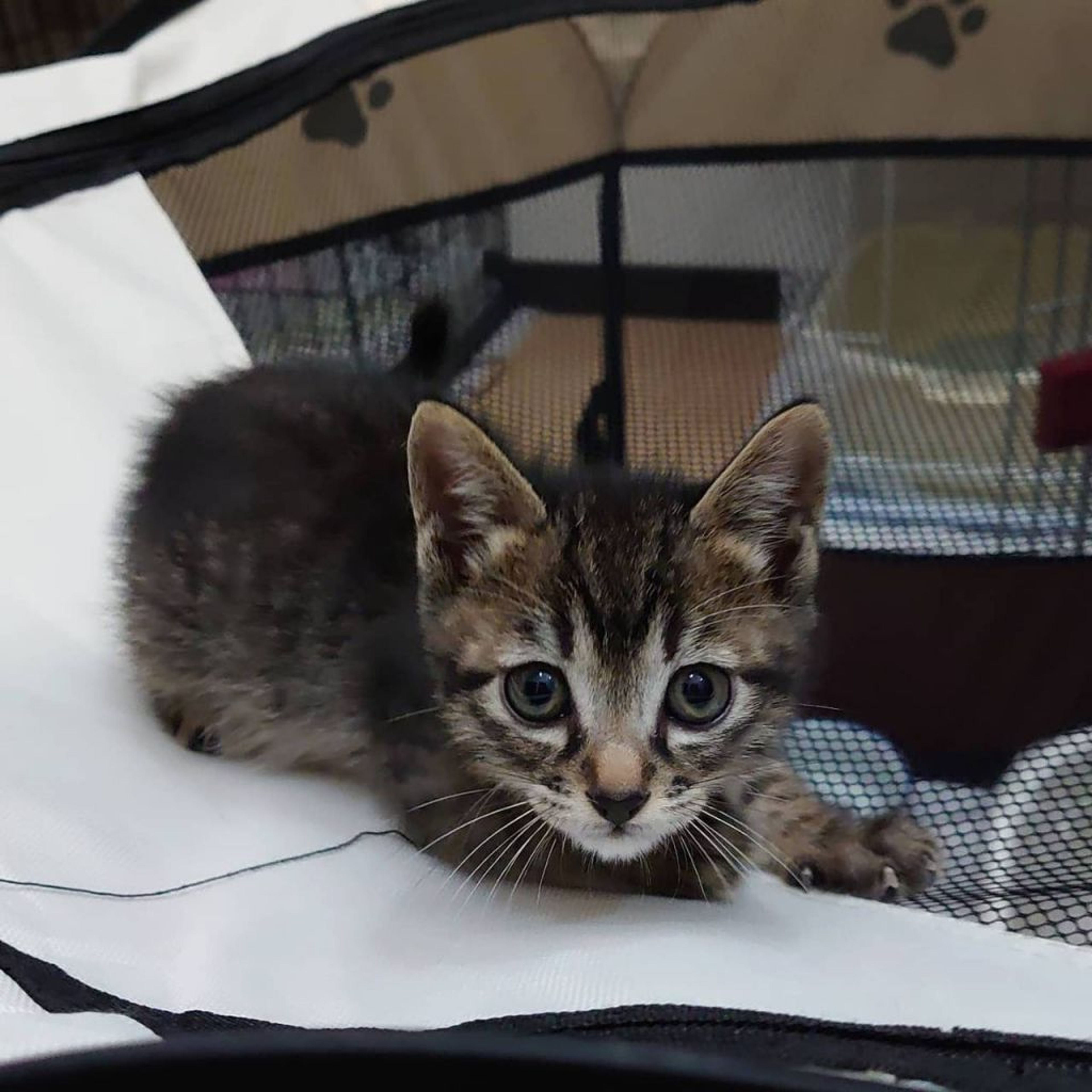 pet-image-3