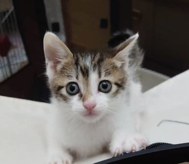 ルビの写真