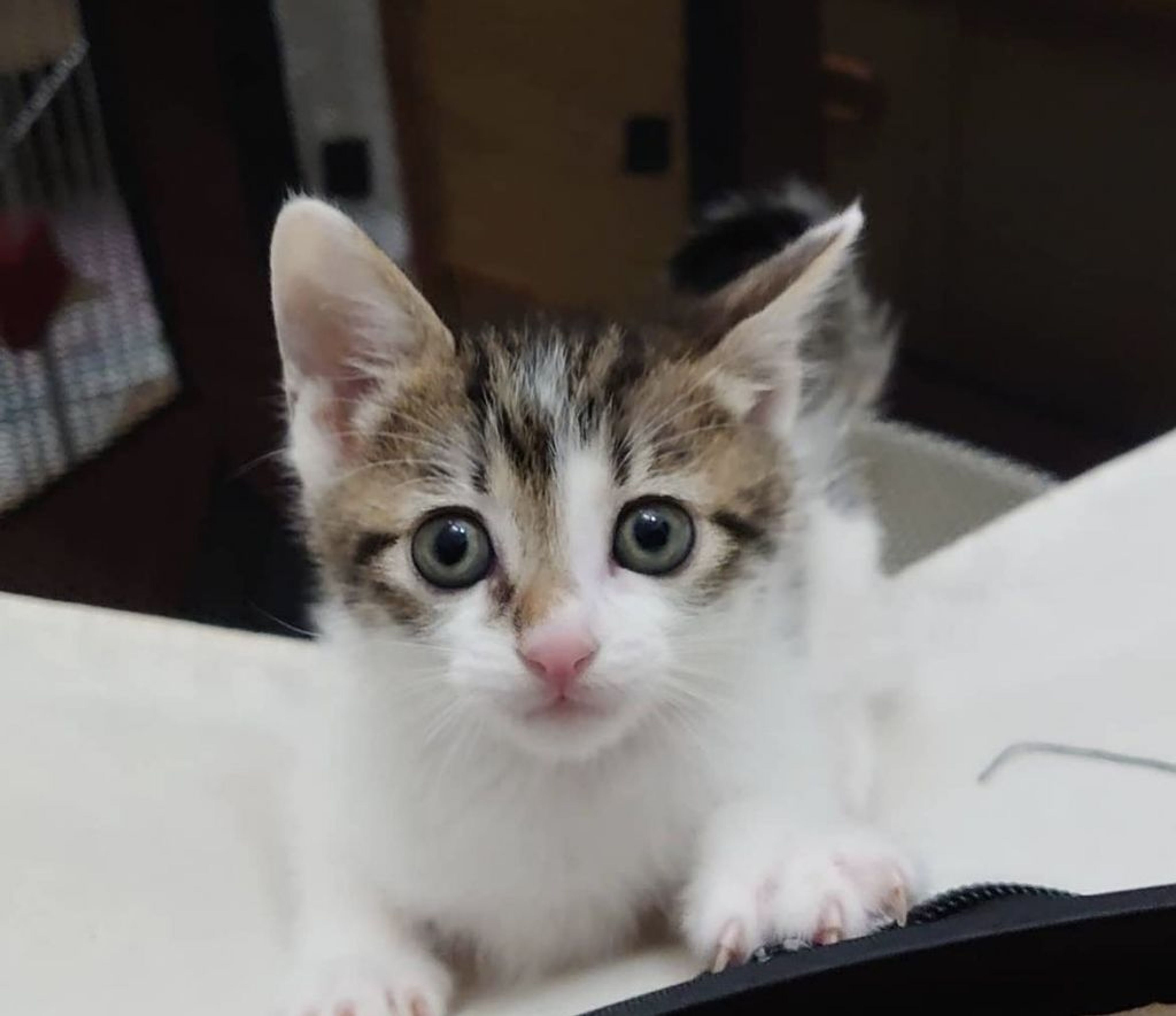 雑種（ミックス猫）・オスの里親募集の写真