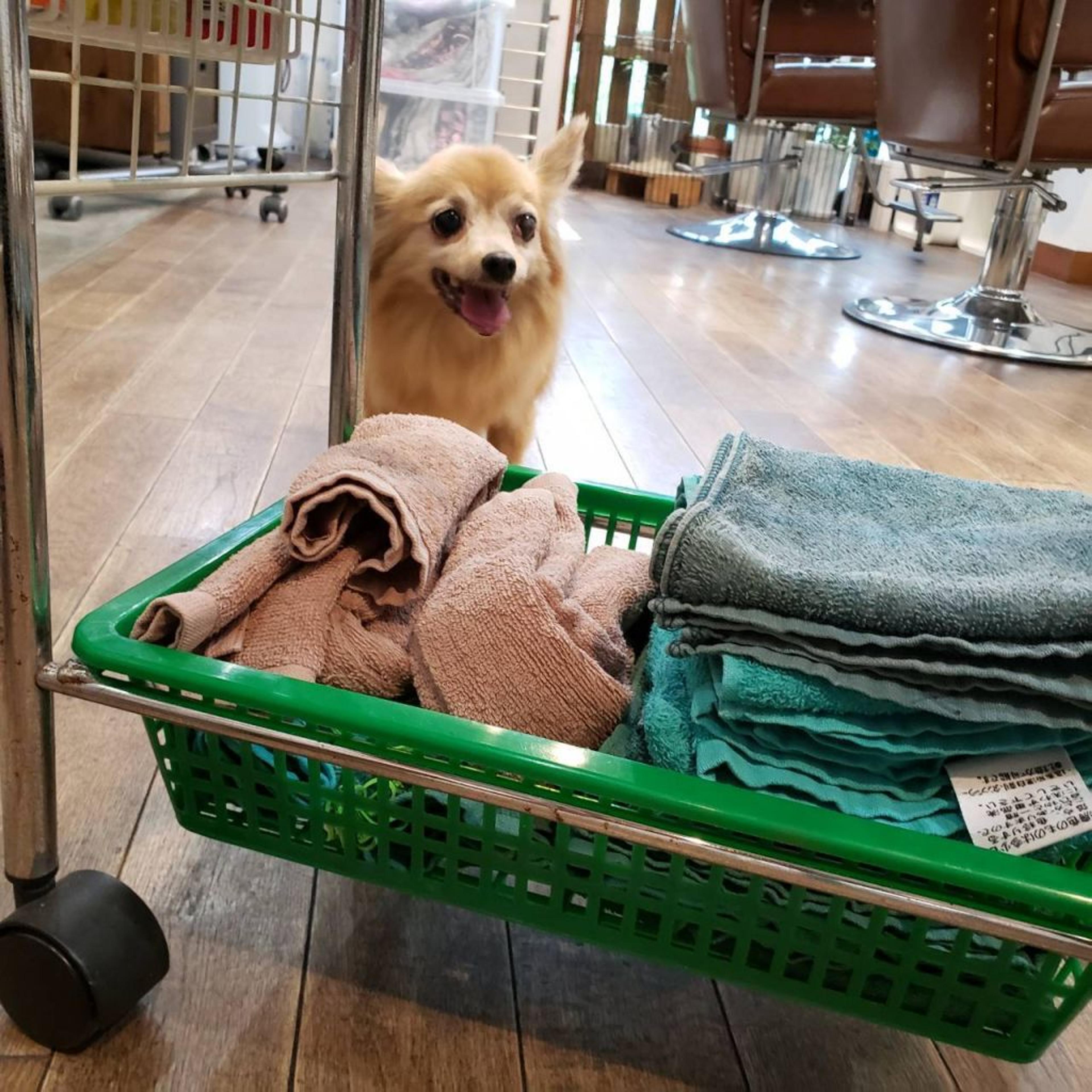 pet-image-2