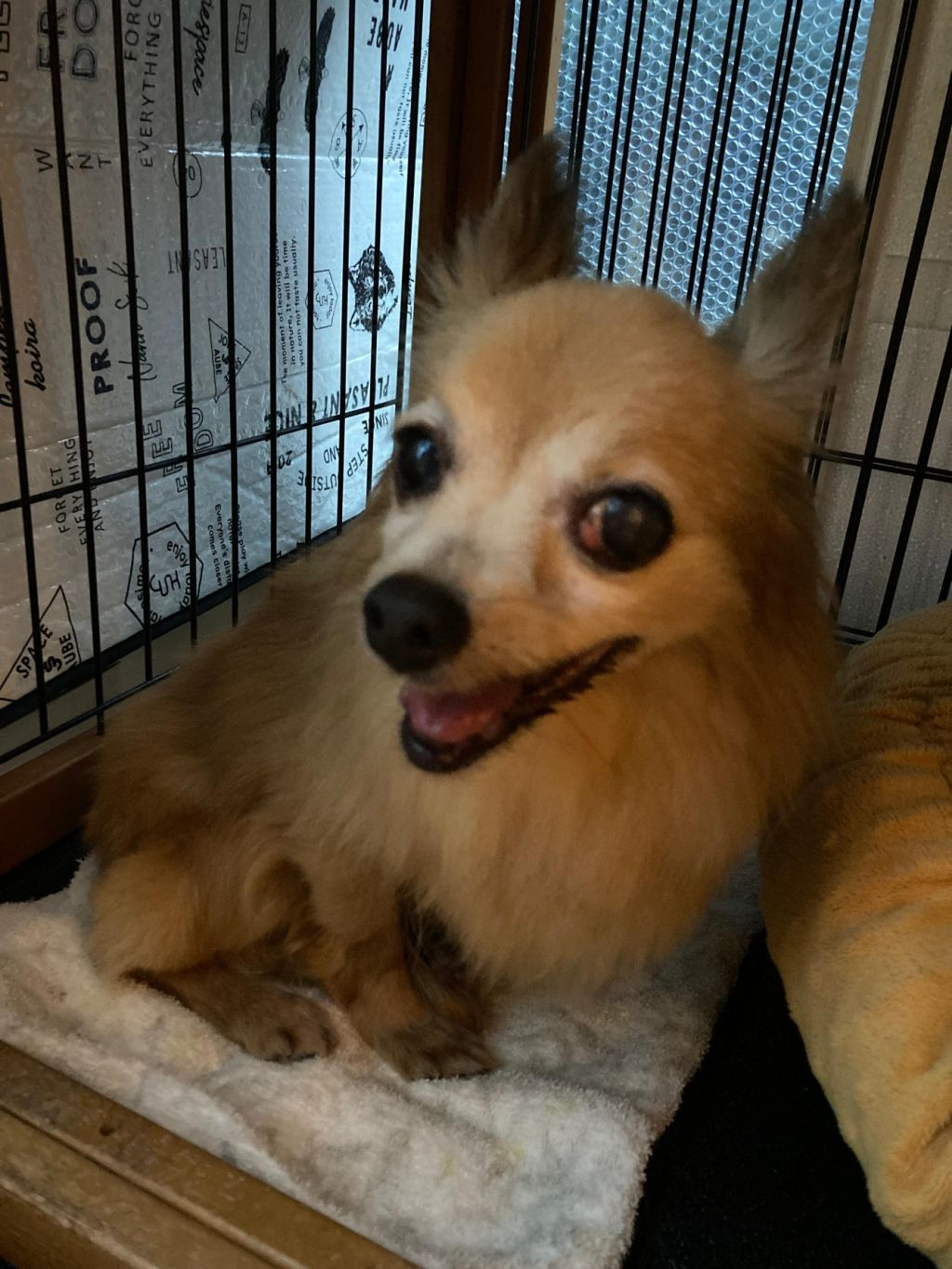 pet-image-3
